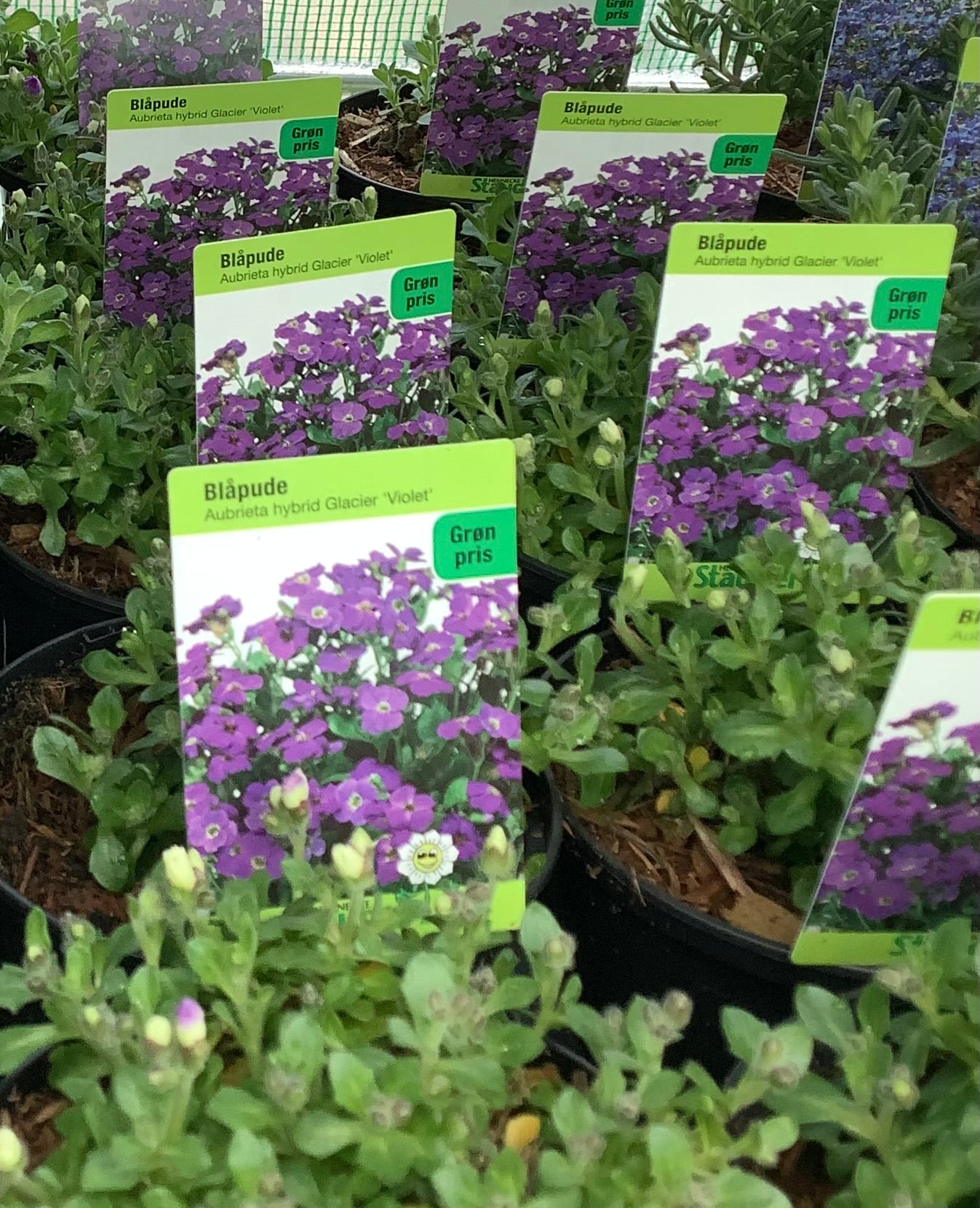 Aubrieta hyb. ‘Glacier Violet’