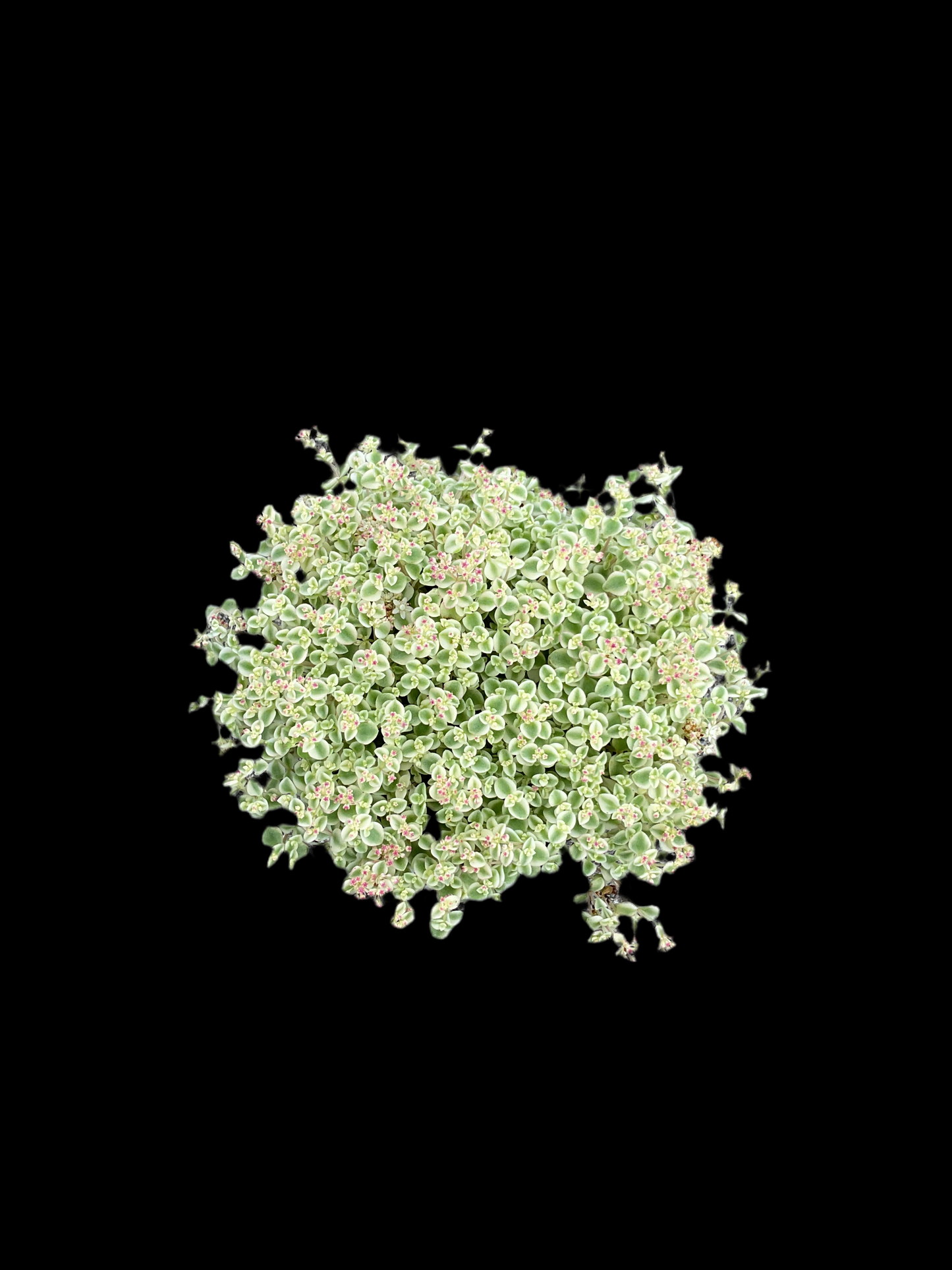 Sedum ‘Little Missy’ P13