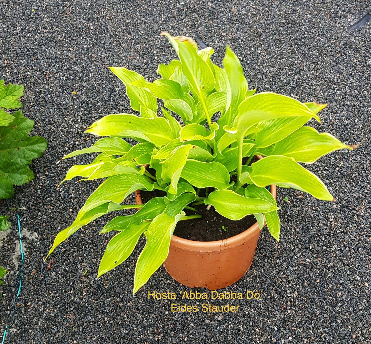Hosta ‘Abba Dabba Do’
