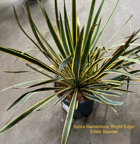 Yucca filamentosa ‘Bright Edge’ 3,5 ltr