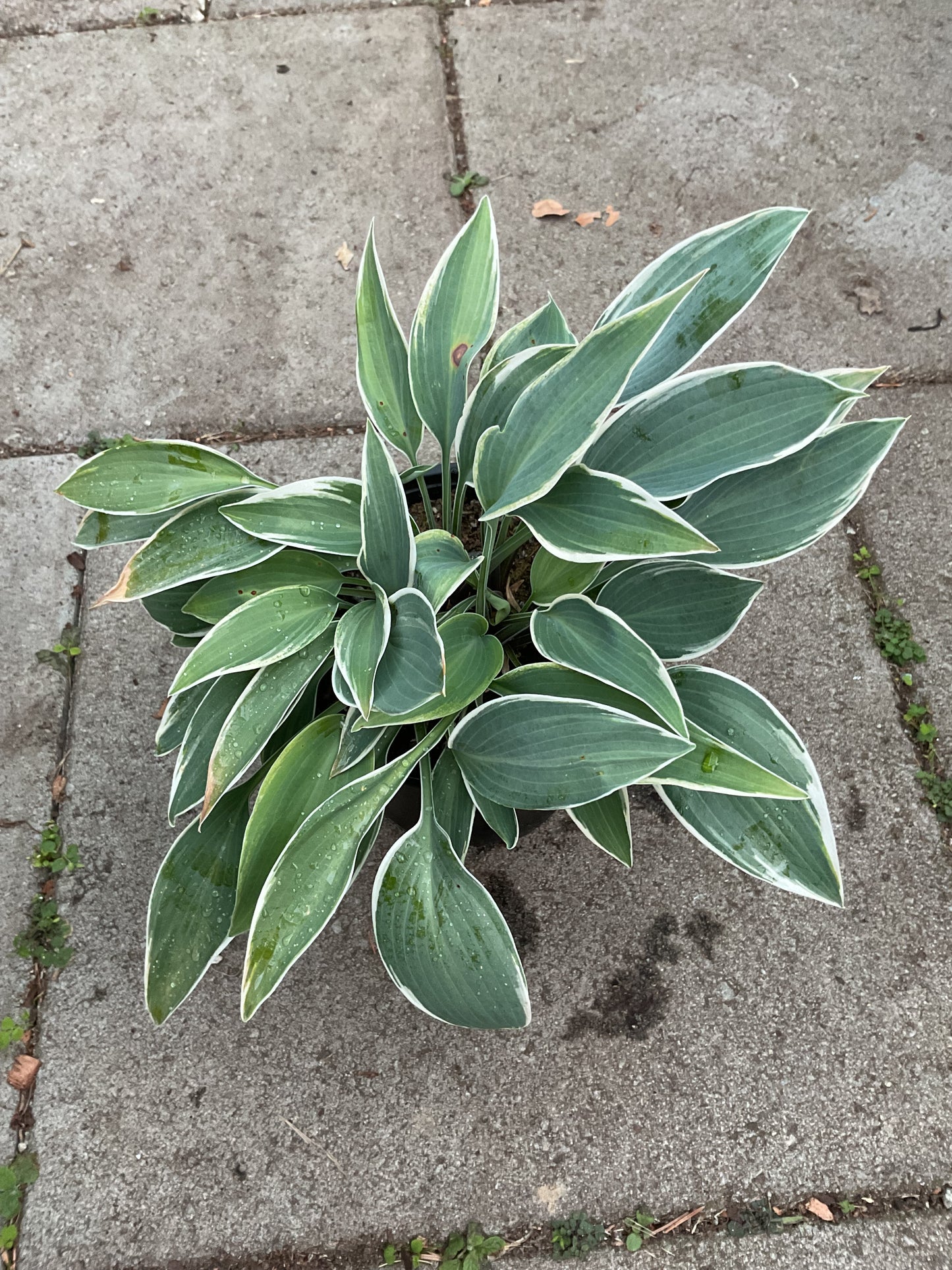 Hosta ‘El Nino’