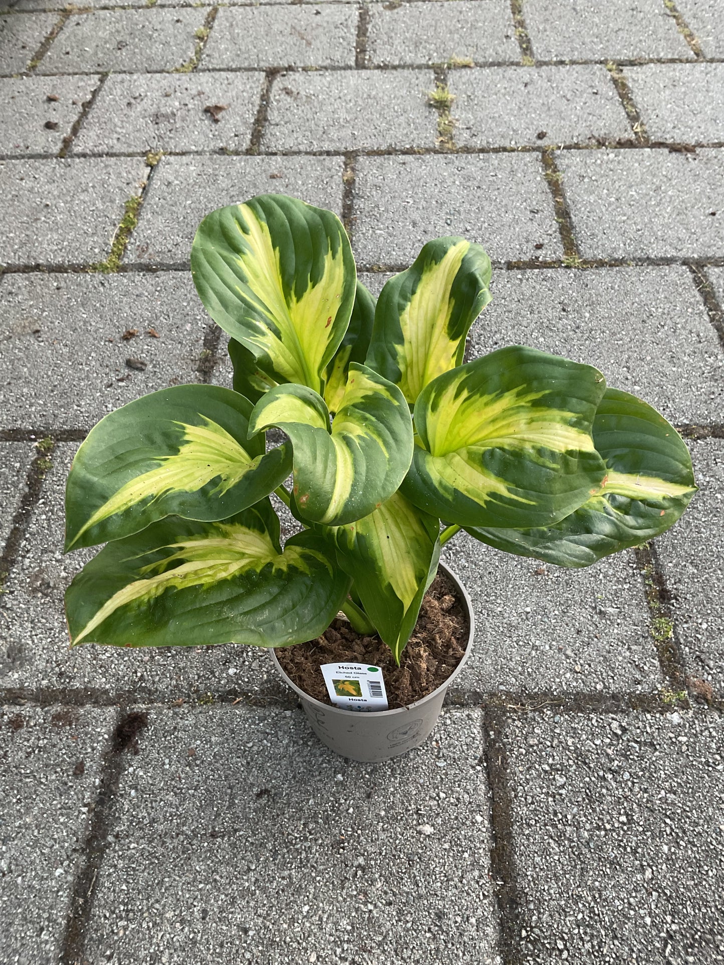 Hosta ‘Etched Glass’ P15