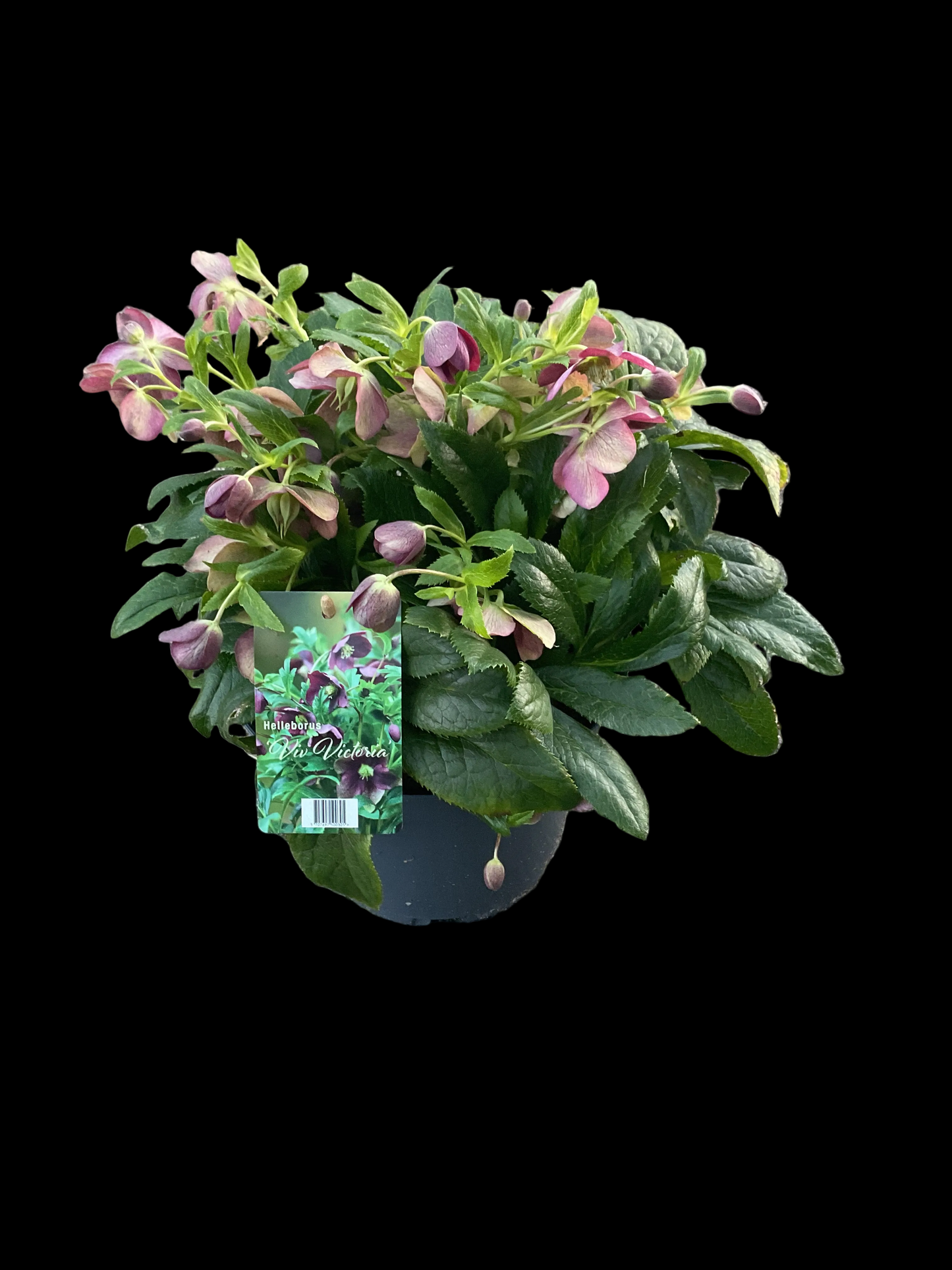 Helleborus orientalis ‘VIV Victoria’ P21