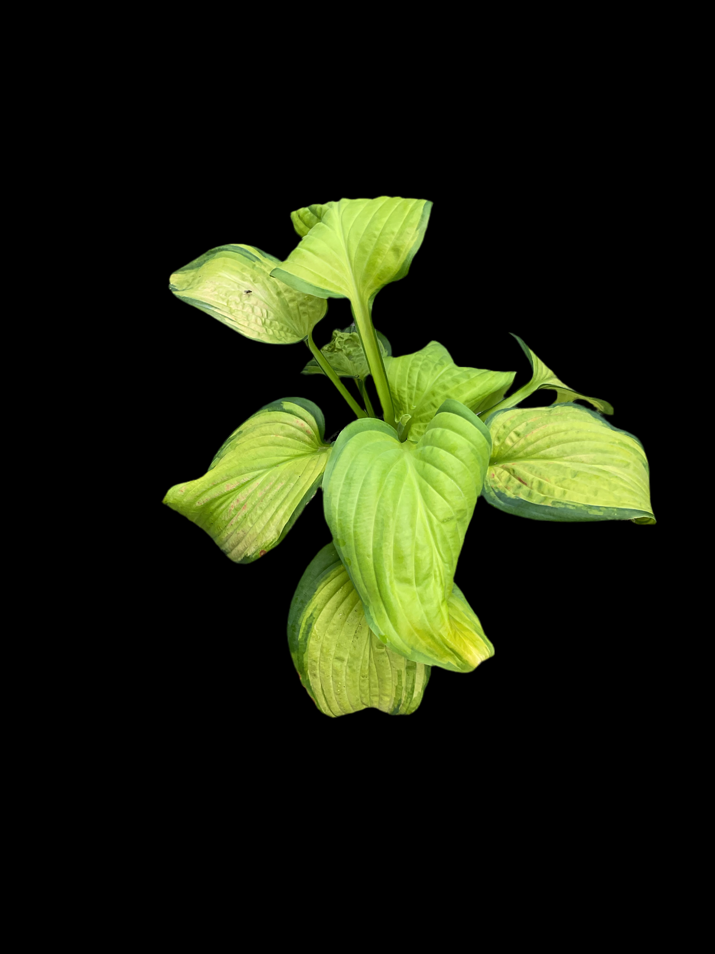 Hosta ‘Stained Glass’