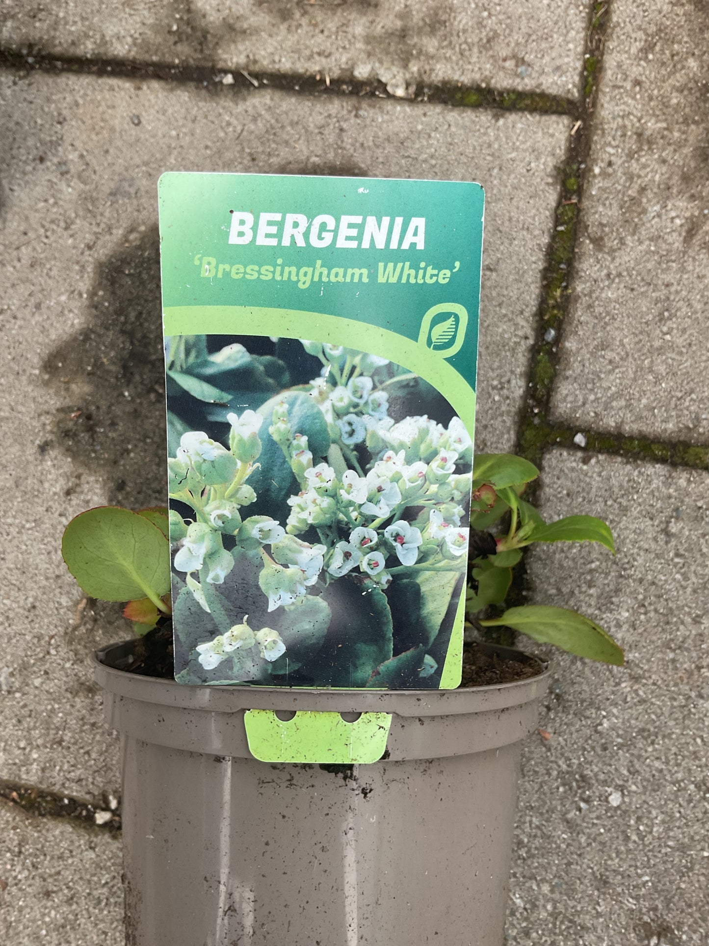 Bergenia cordifolia ‘Bressingham White’ P17