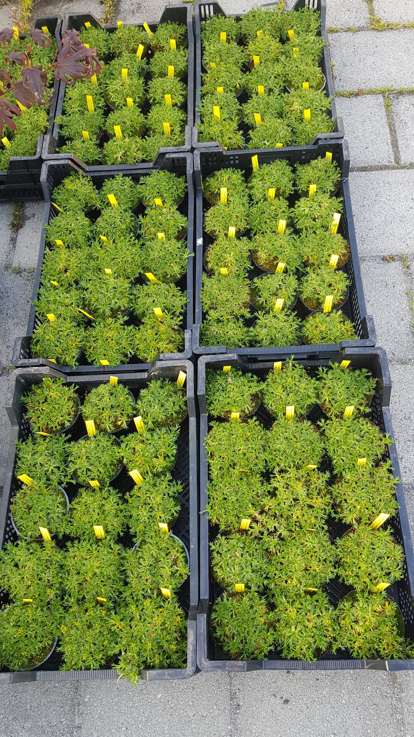 Azorella trifurcata Kolleksjon 6 stk
