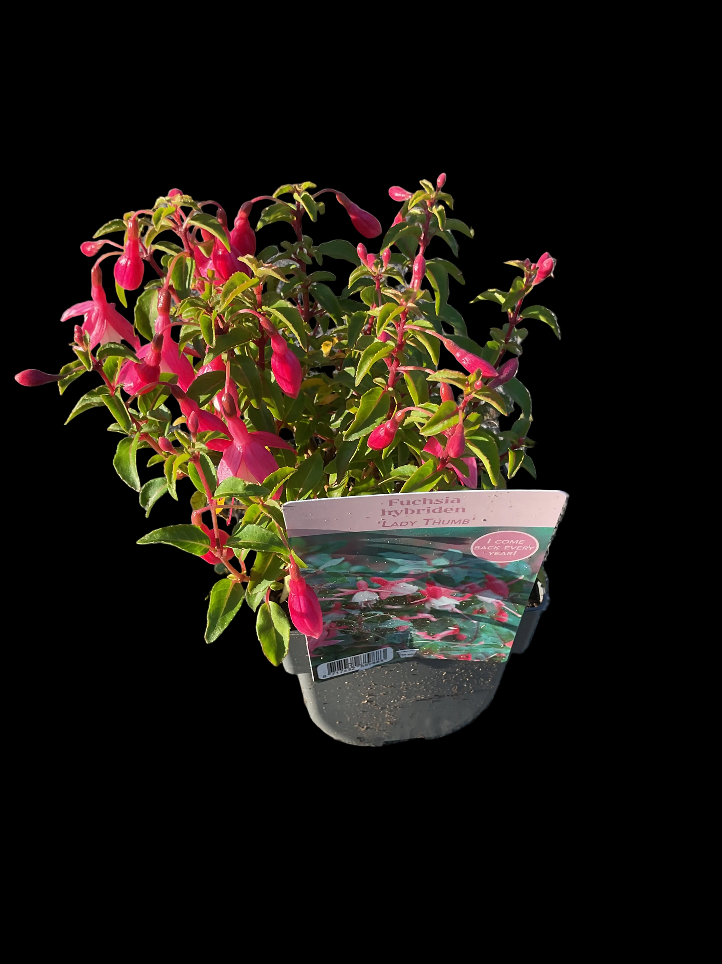 Fuchsia hybrid ‘Lady Thumb’ P11x11
