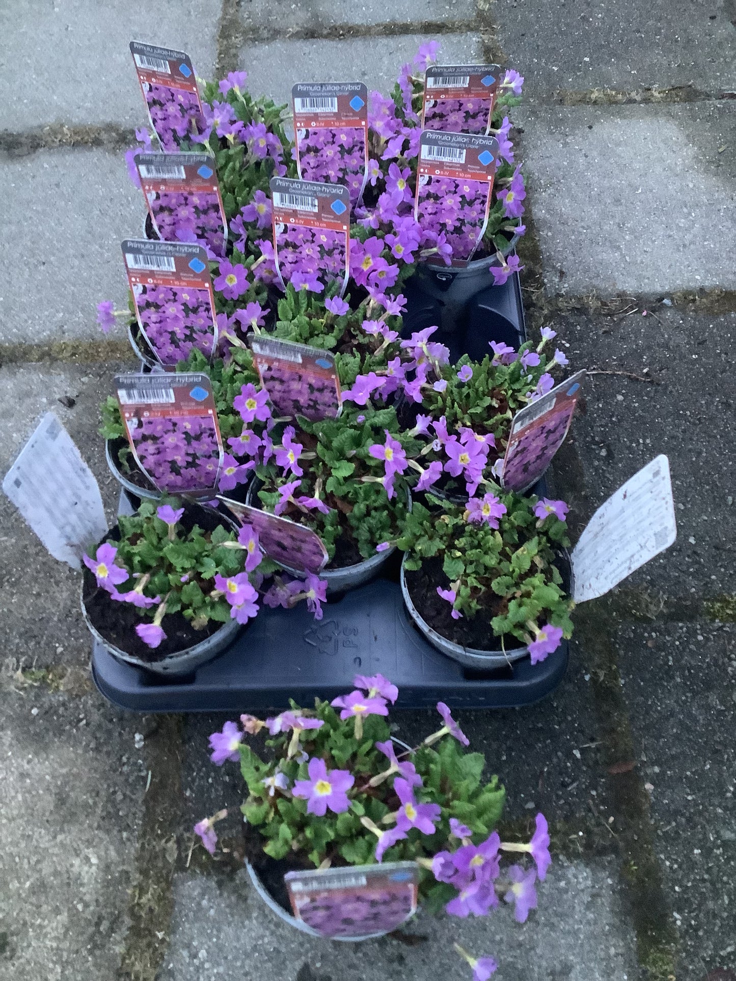 Primula juliae Groenekan’s Glory’ P11