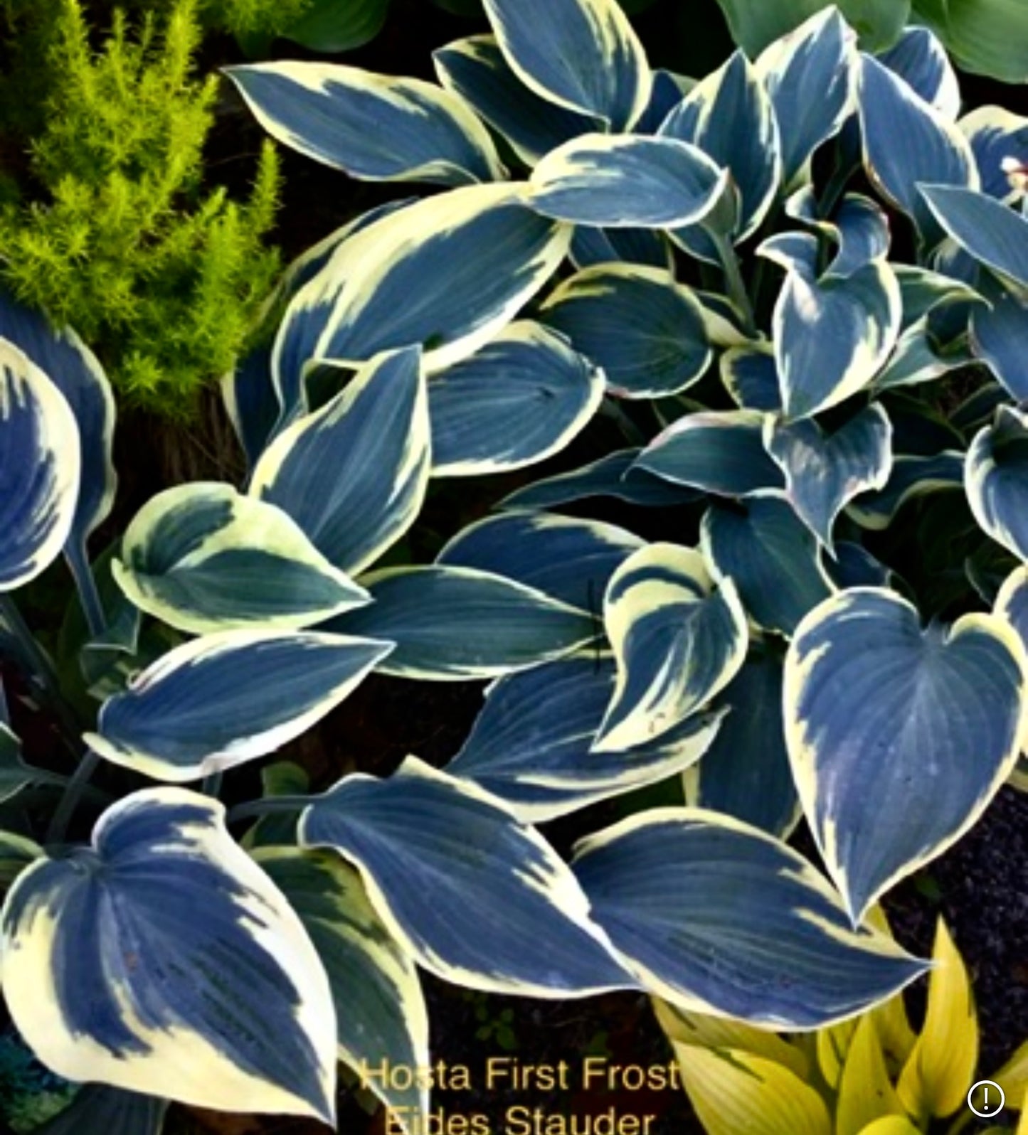 Hosta ‘First Frost’ P15