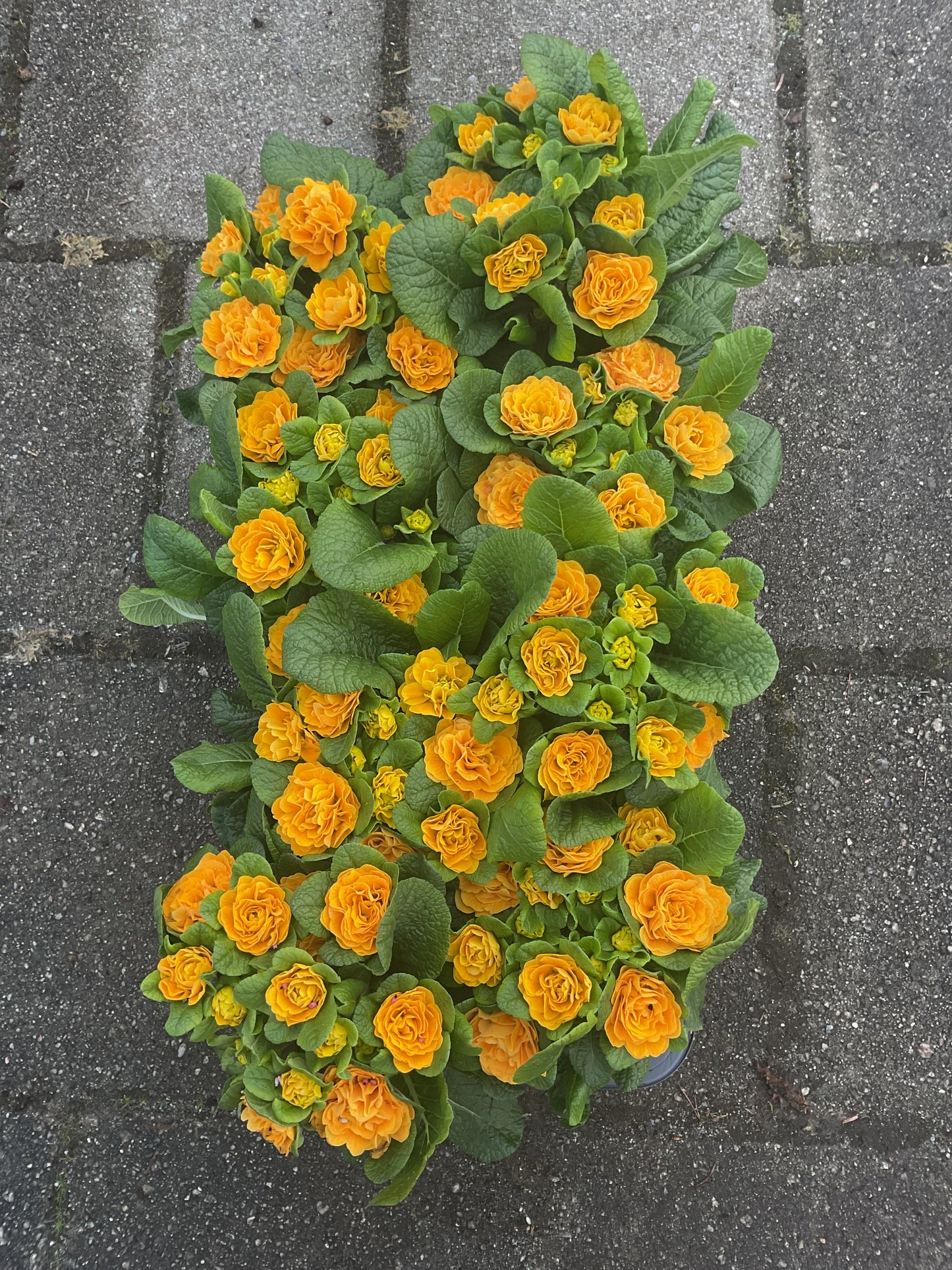 Primula Belarina ‘Mandarin’ P12