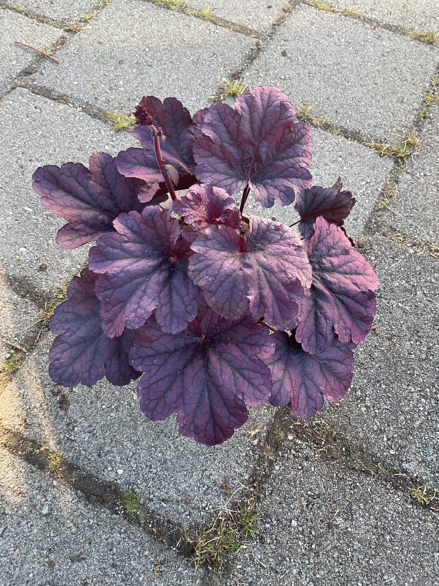 Heuchera ‘Grape Timeless’ P15