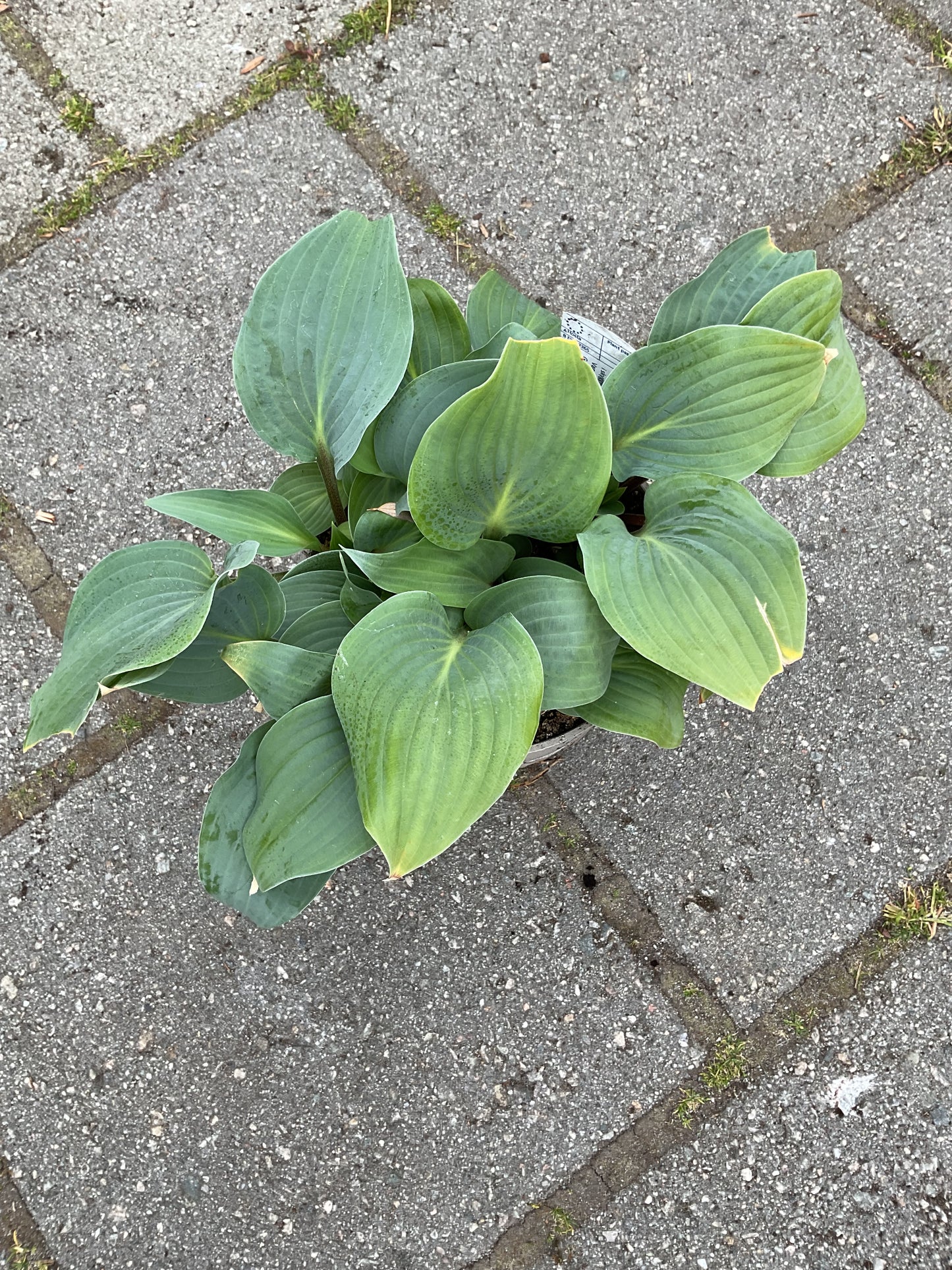 Hosta ‘Red Cadet’