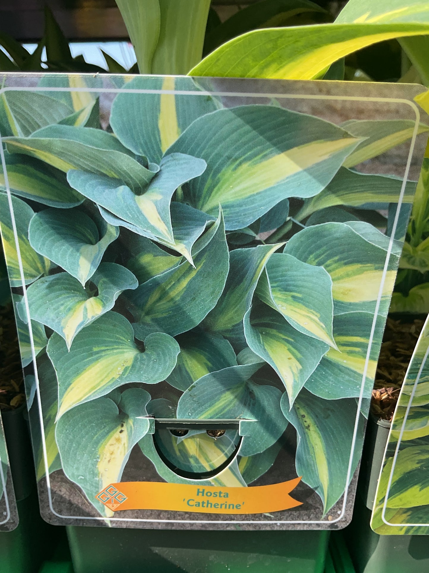 Hosta ‘Catherine’ P11x11