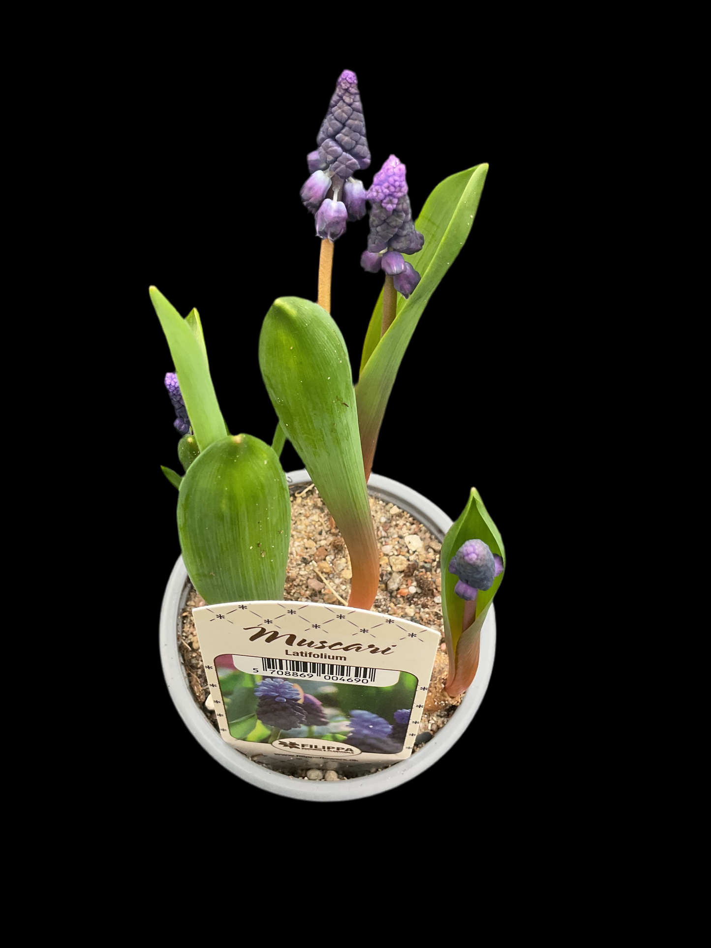 Muscari latifolium P9