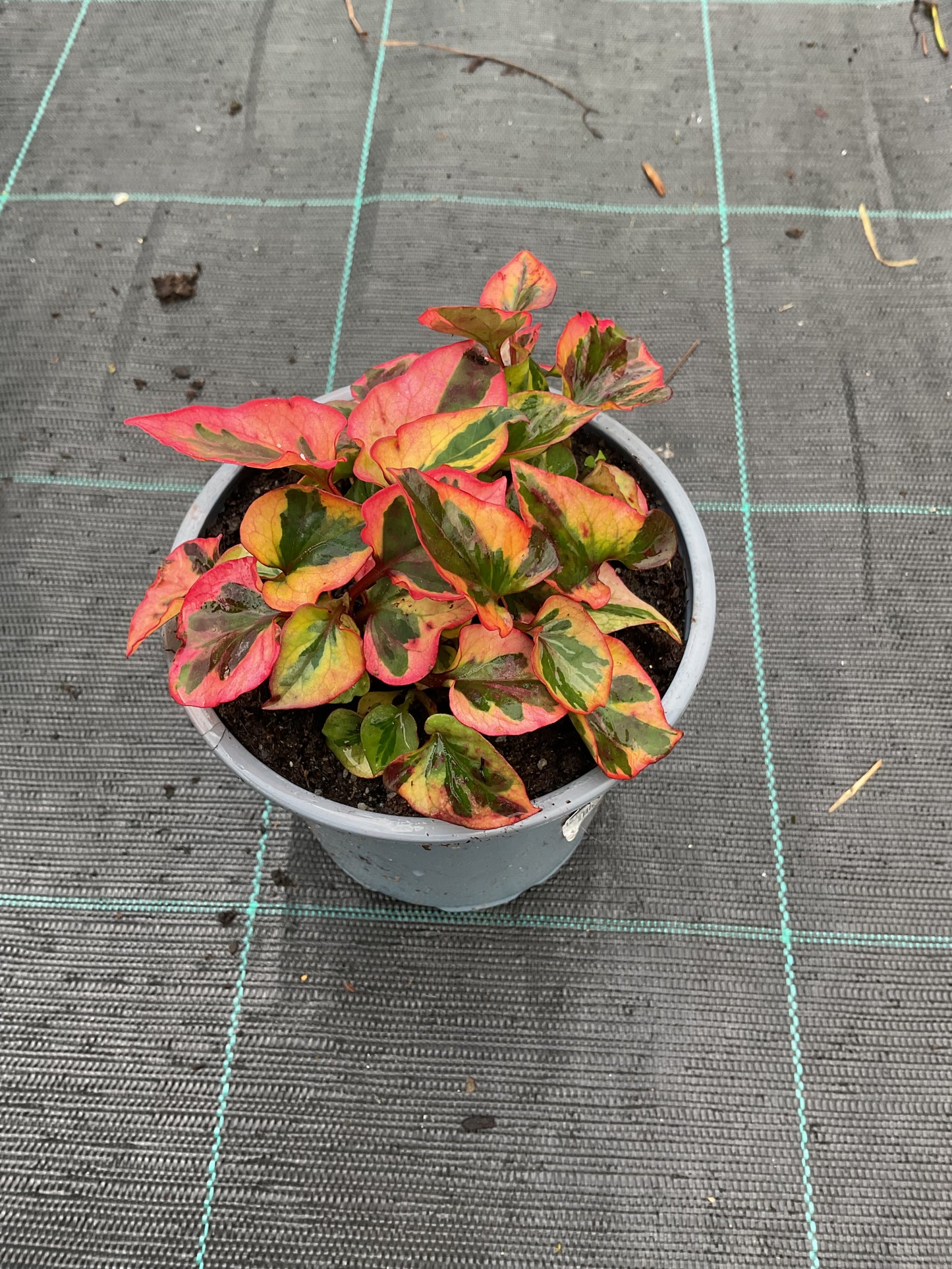 Houttuynia cordata ‘Chameleon’ P12