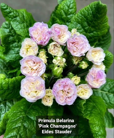Primula Belarina ‘Pink Champagne’