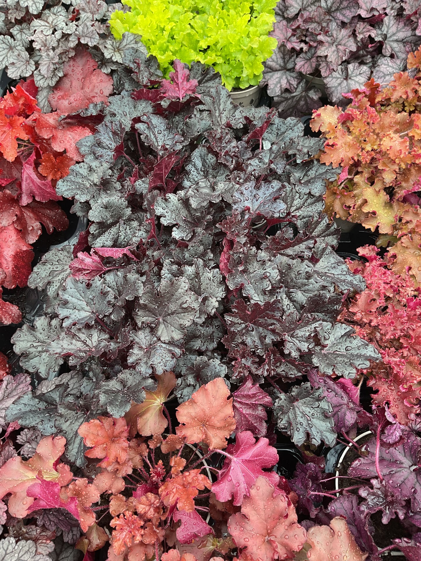Heuchera ‘Timeless Night’ P15