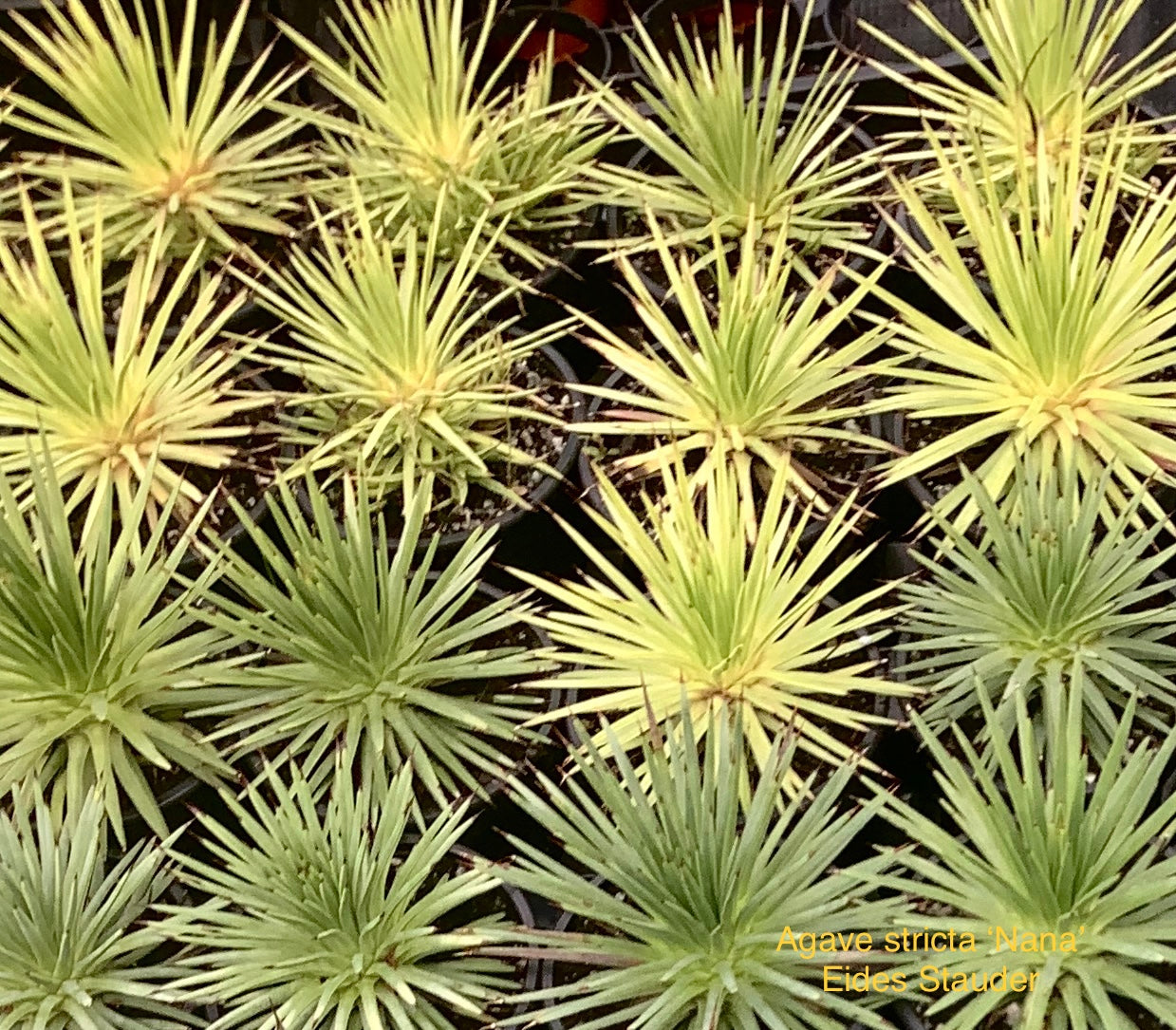 Agave stricta ‘Nana’ P14