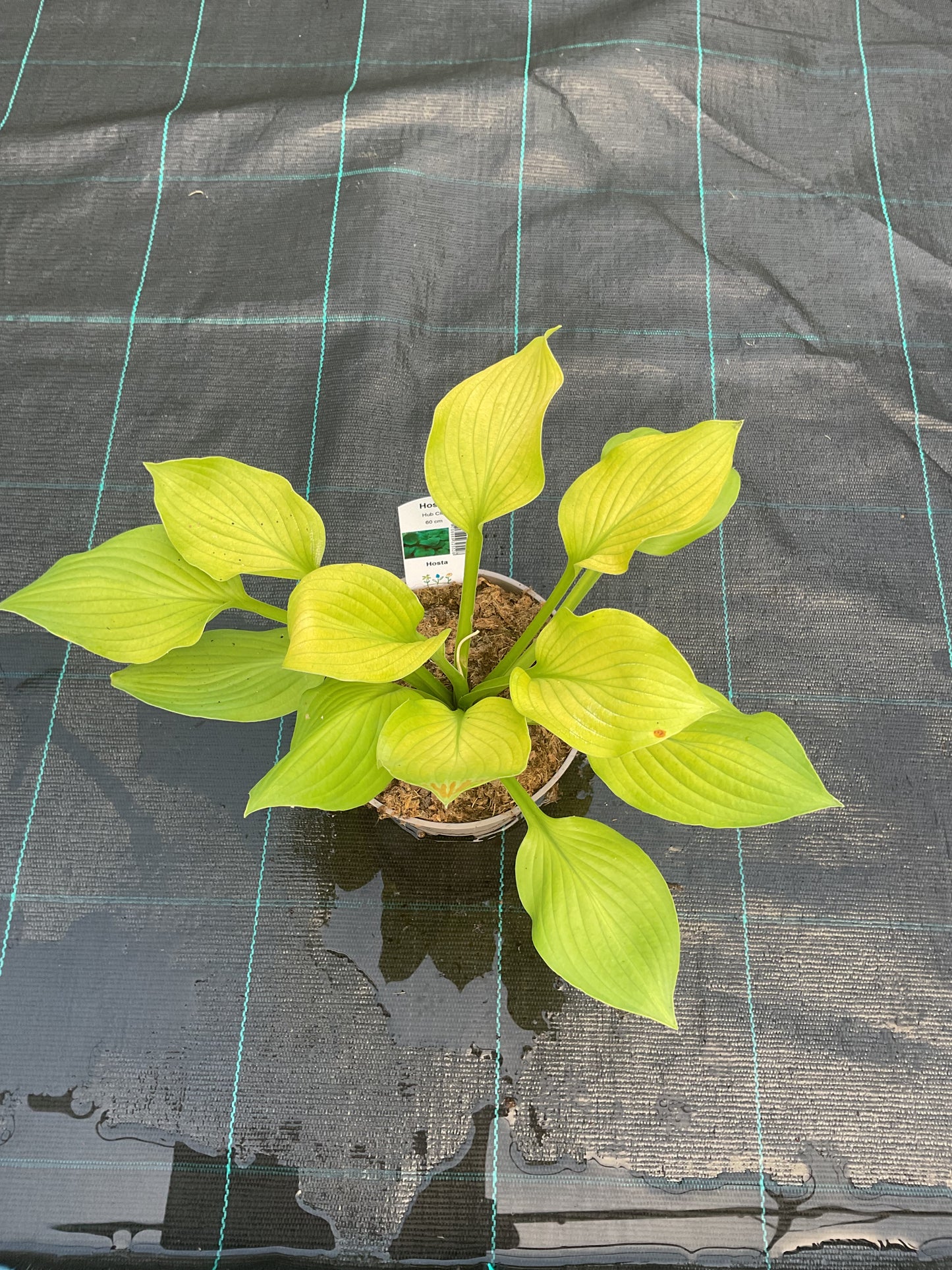 Hosta ‘Hub City’