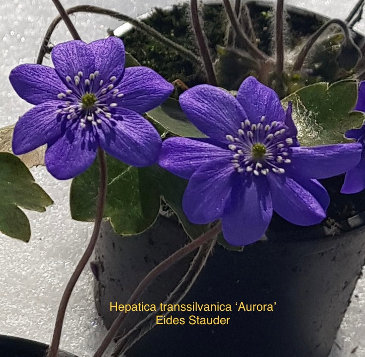 Hepatica transsilvanica ‘Aurora’