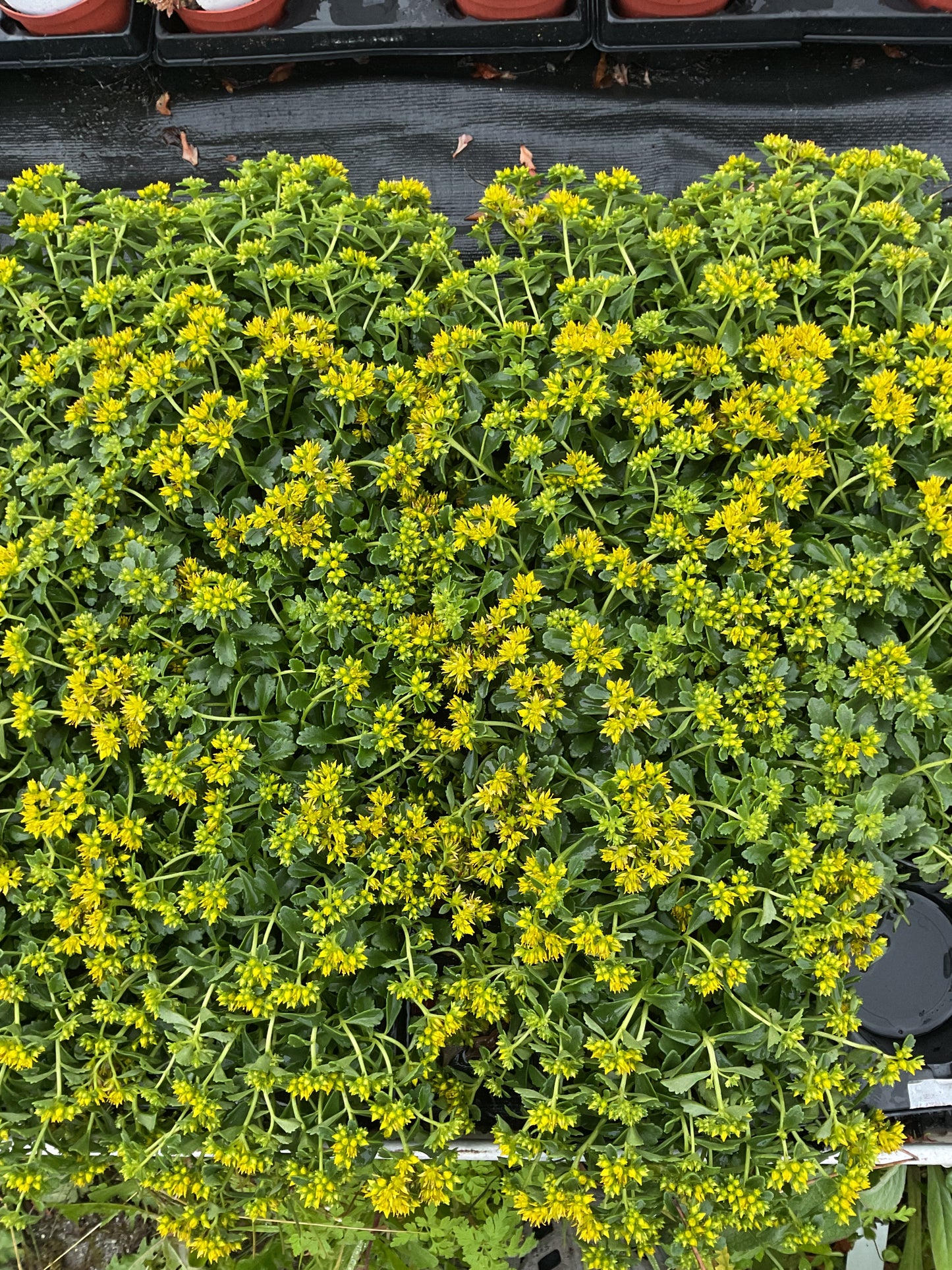 Sedum floriferum ‘Little Miss Sunshine’ P12