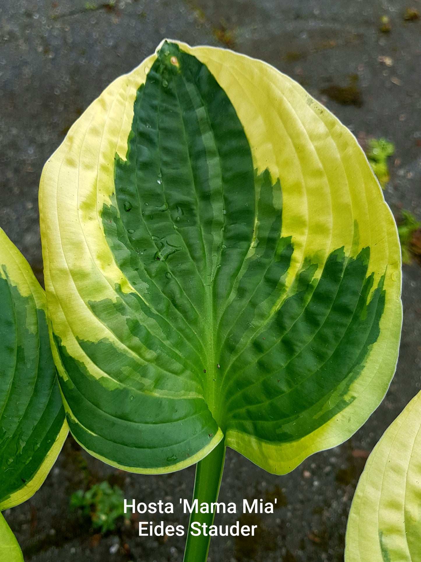Hosta ‘Mama Mia’