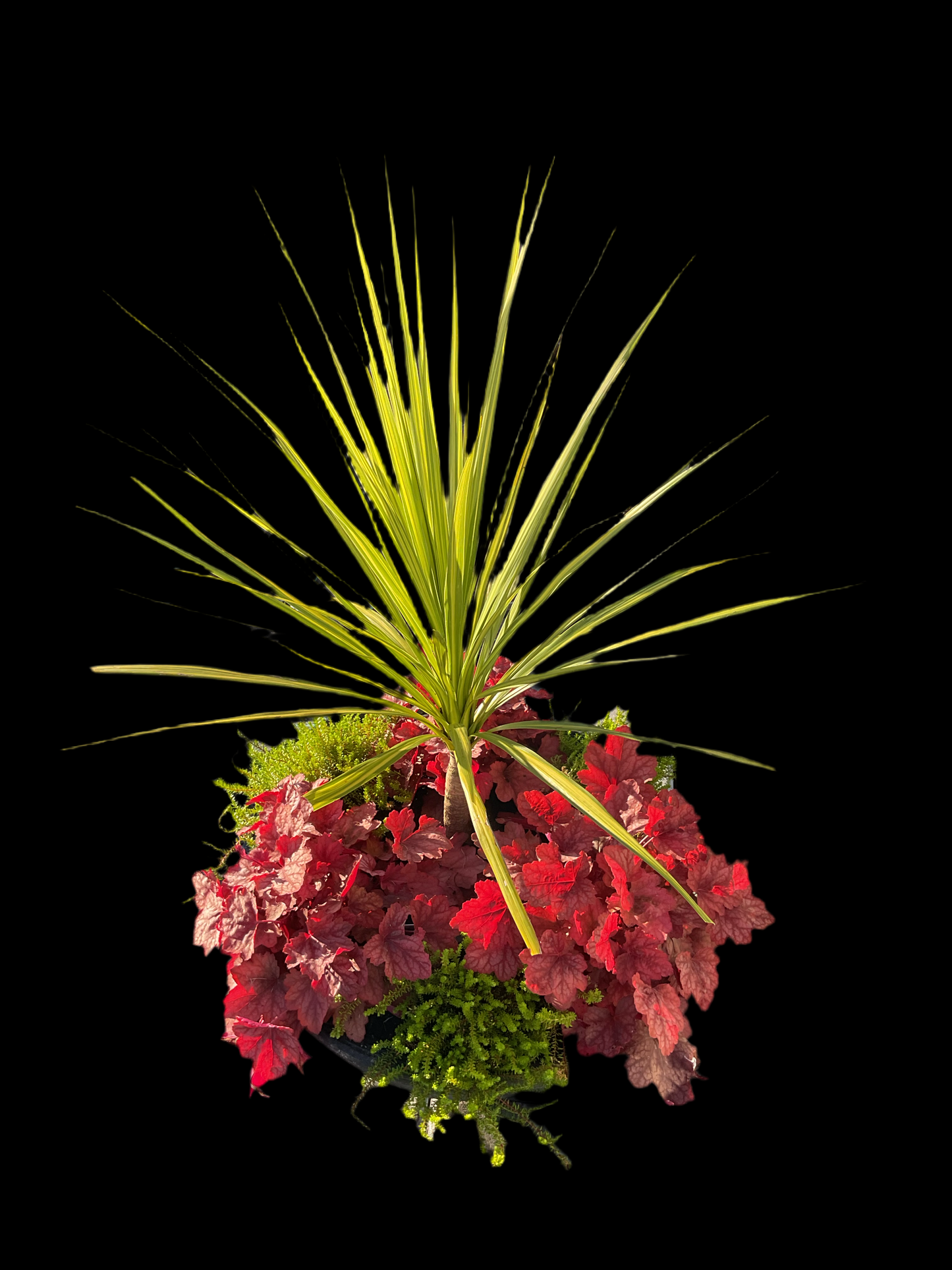 Heuchera ‘Fire Alarm’ P13
