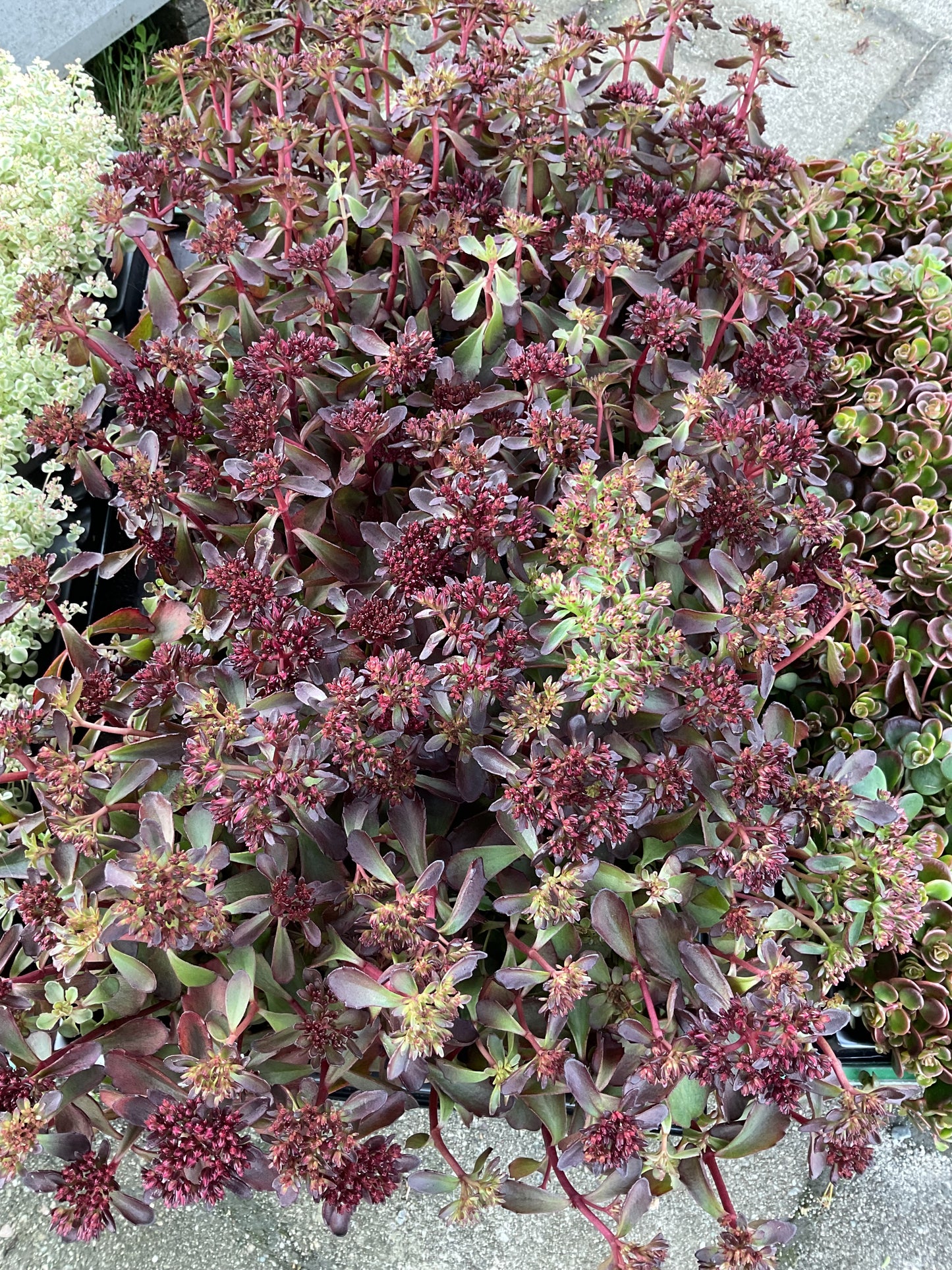 Sedum hybrid ‘Brown Sugar’ P12