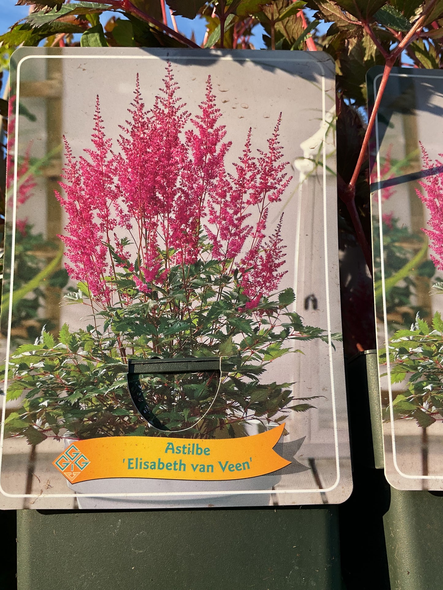 Astilbe japonica ‘Elisabeth van Veen’