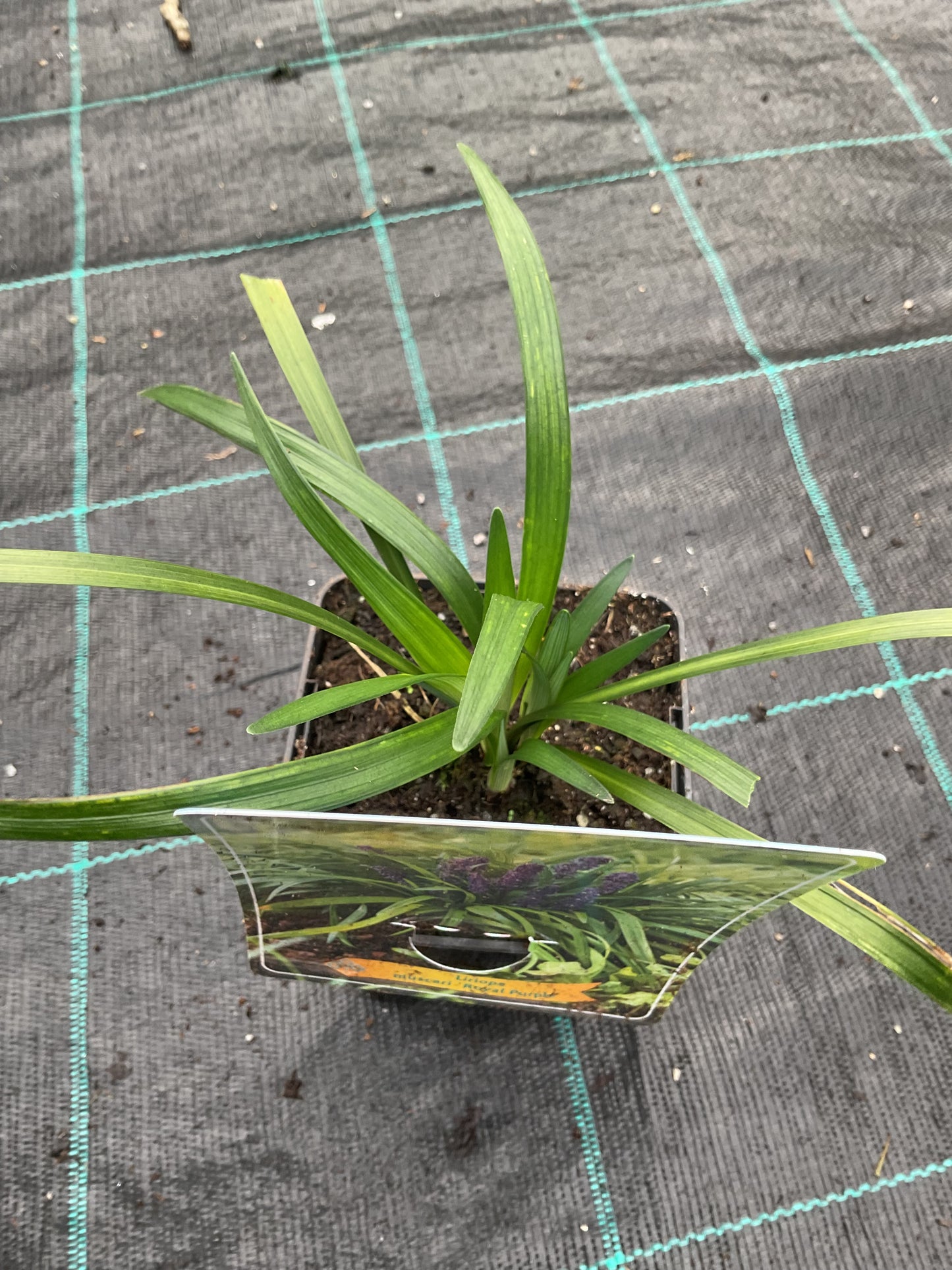 Liriope muscari ‘Royal Purple’ P11x11