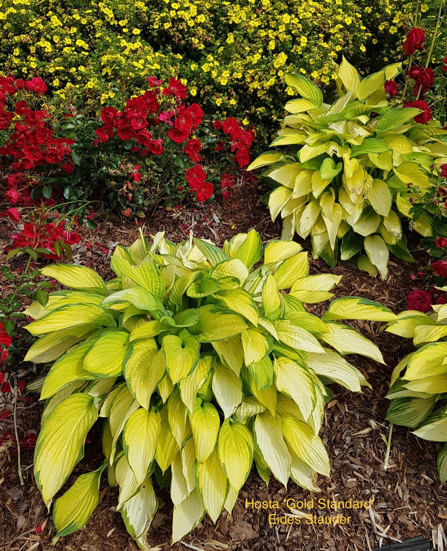 Hosta ‘Gold Standard’