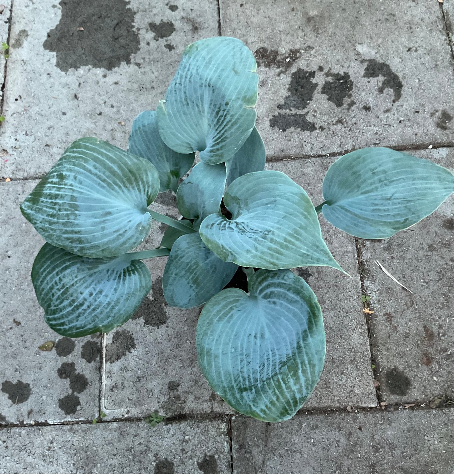 Hosta ‘Bulletproof’ P15