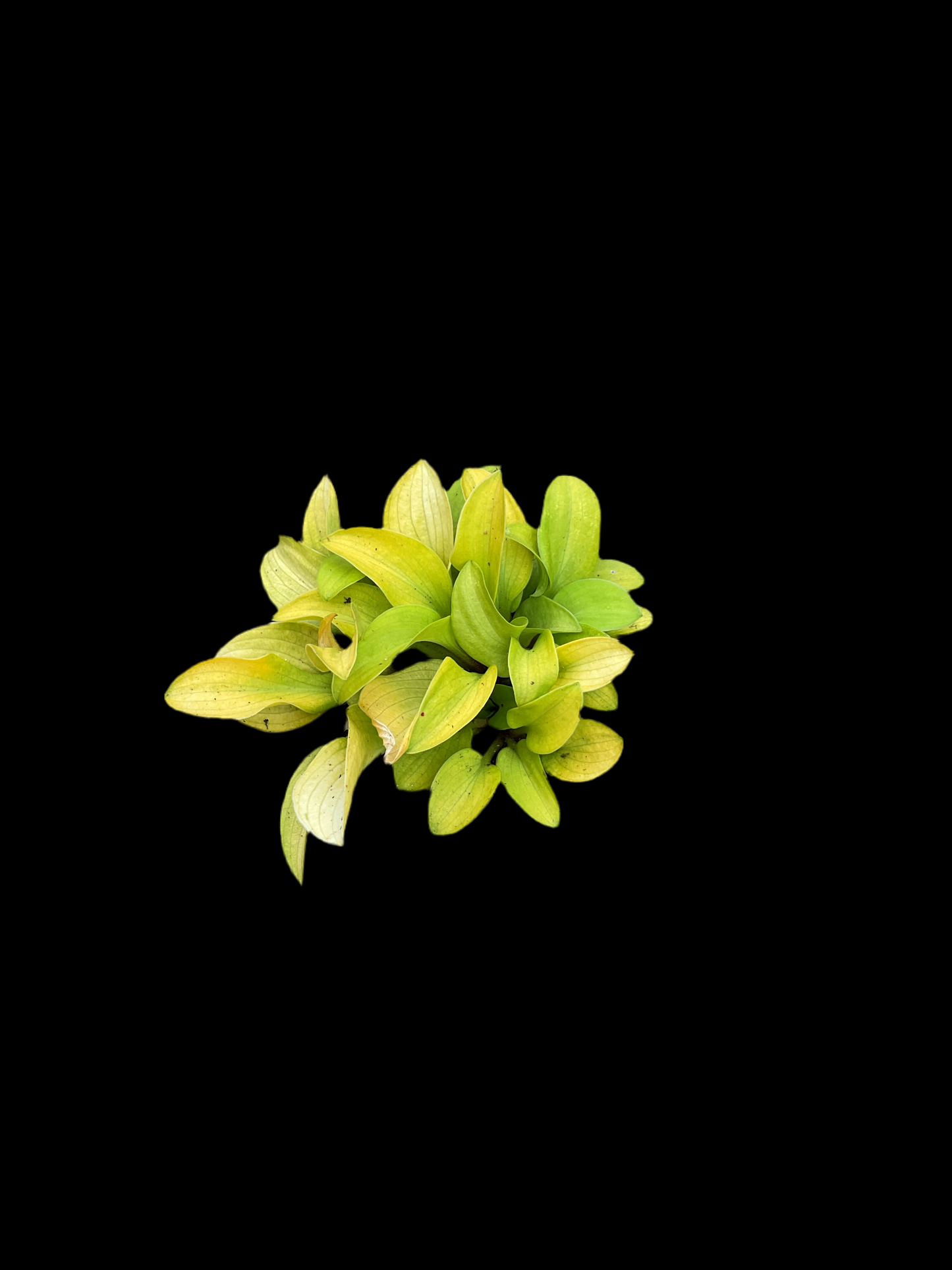 Hosta ‘Sun Mouse’ P15