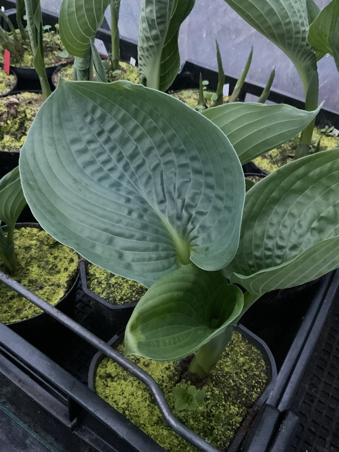 Hosta ‘Millennium’