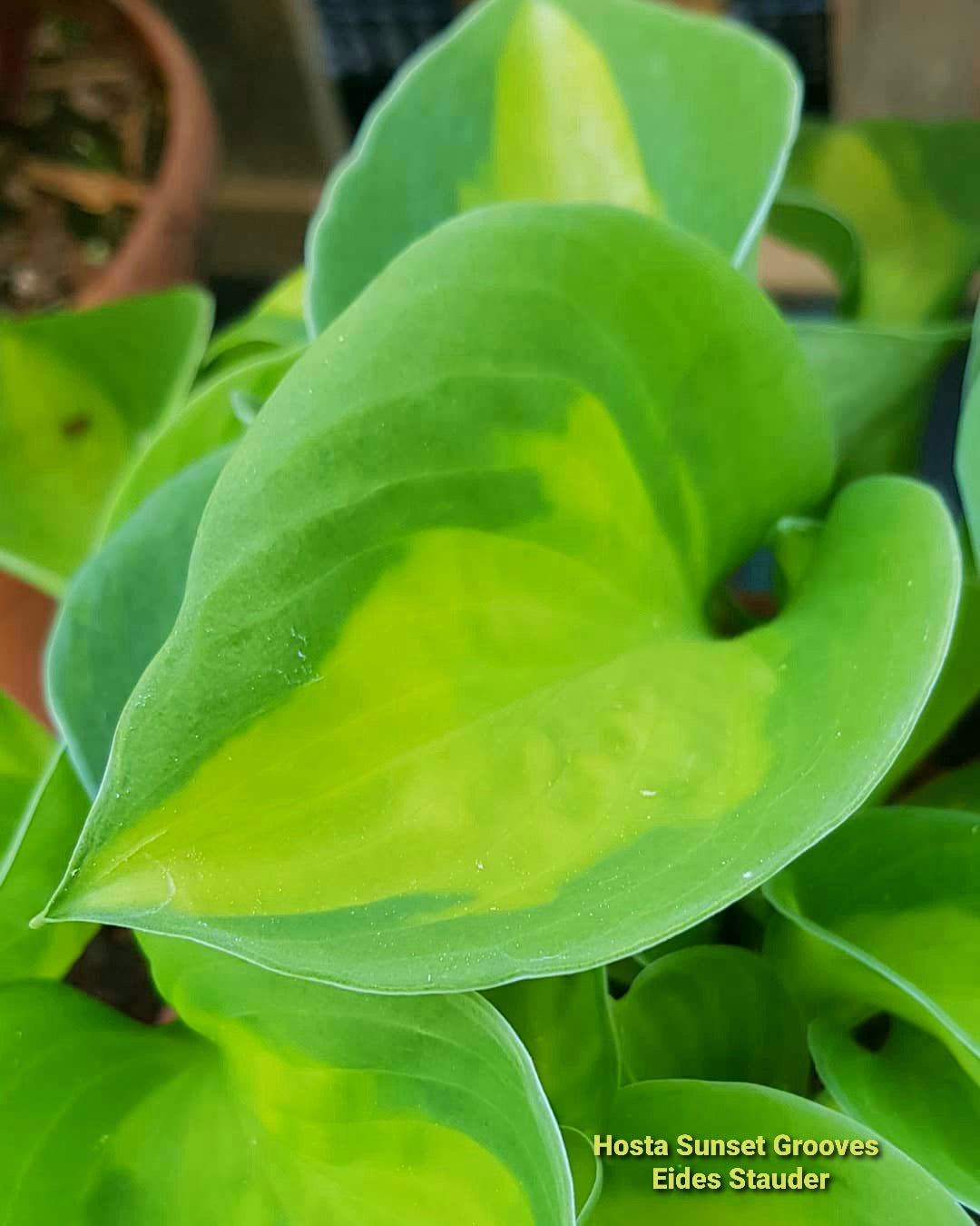 Hosta ‘Sunset Grooves’