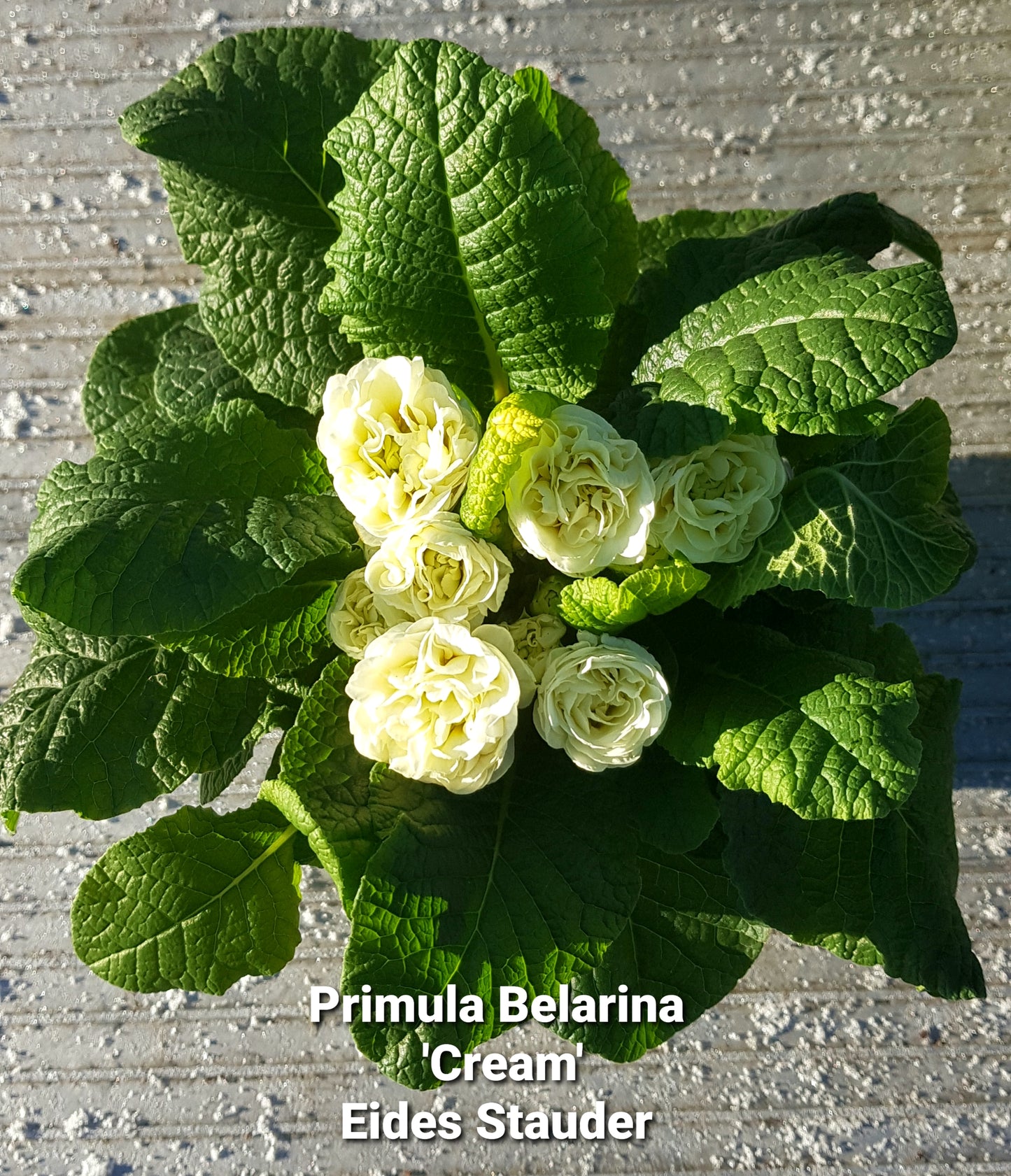 Primula Belarina ‘Cream’ P13
