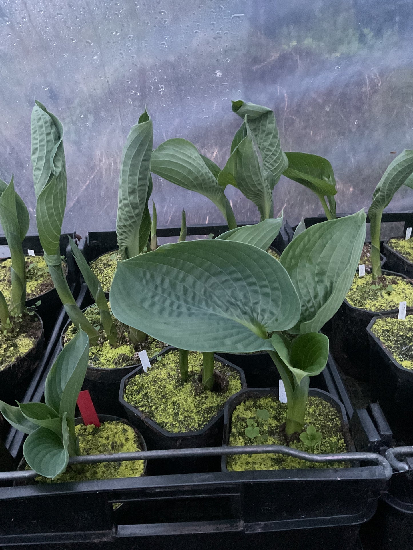 Hosta ‘Millennium’