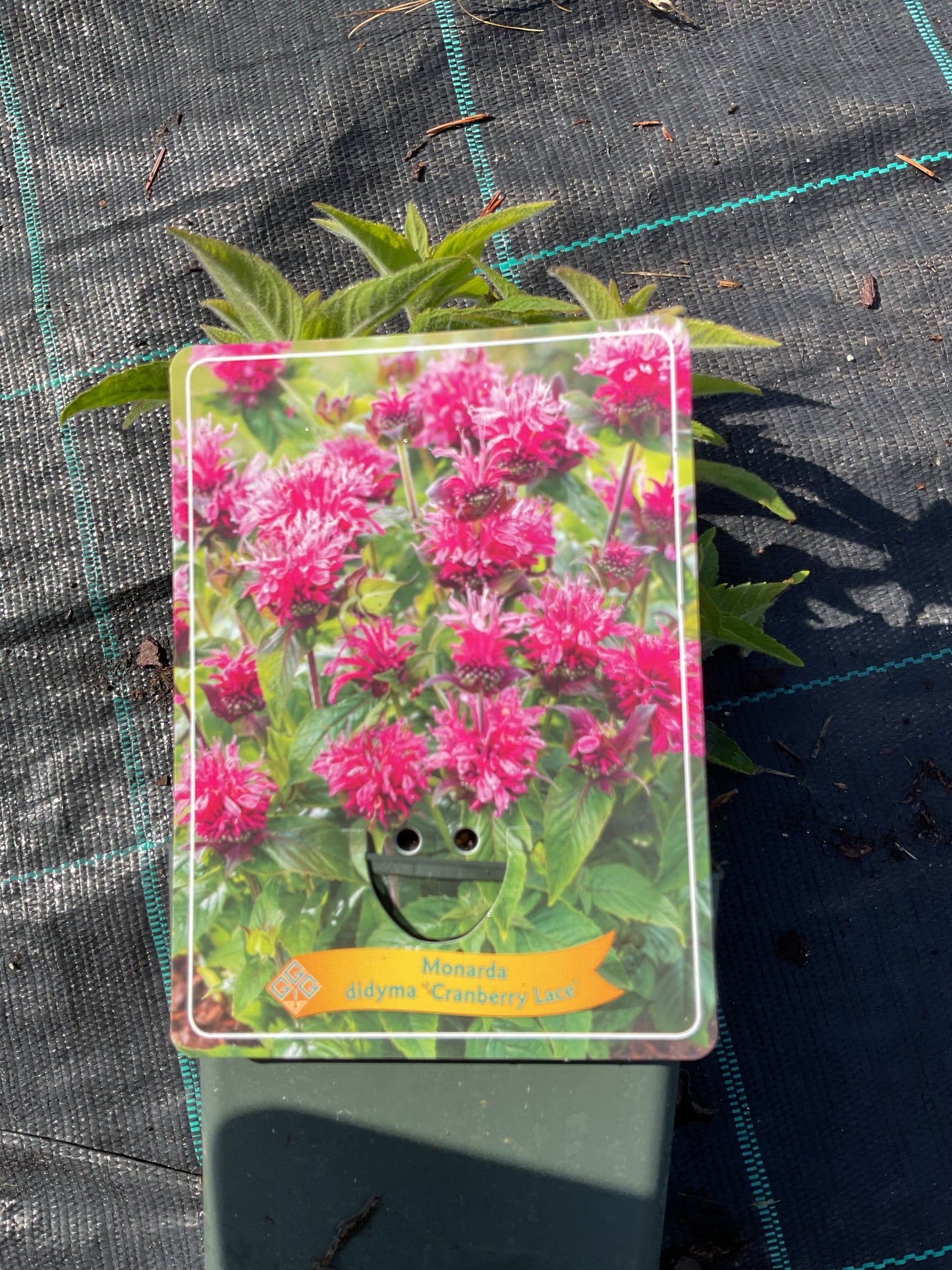 Monarda didyma ‘Cranberry Lace’ P11x11