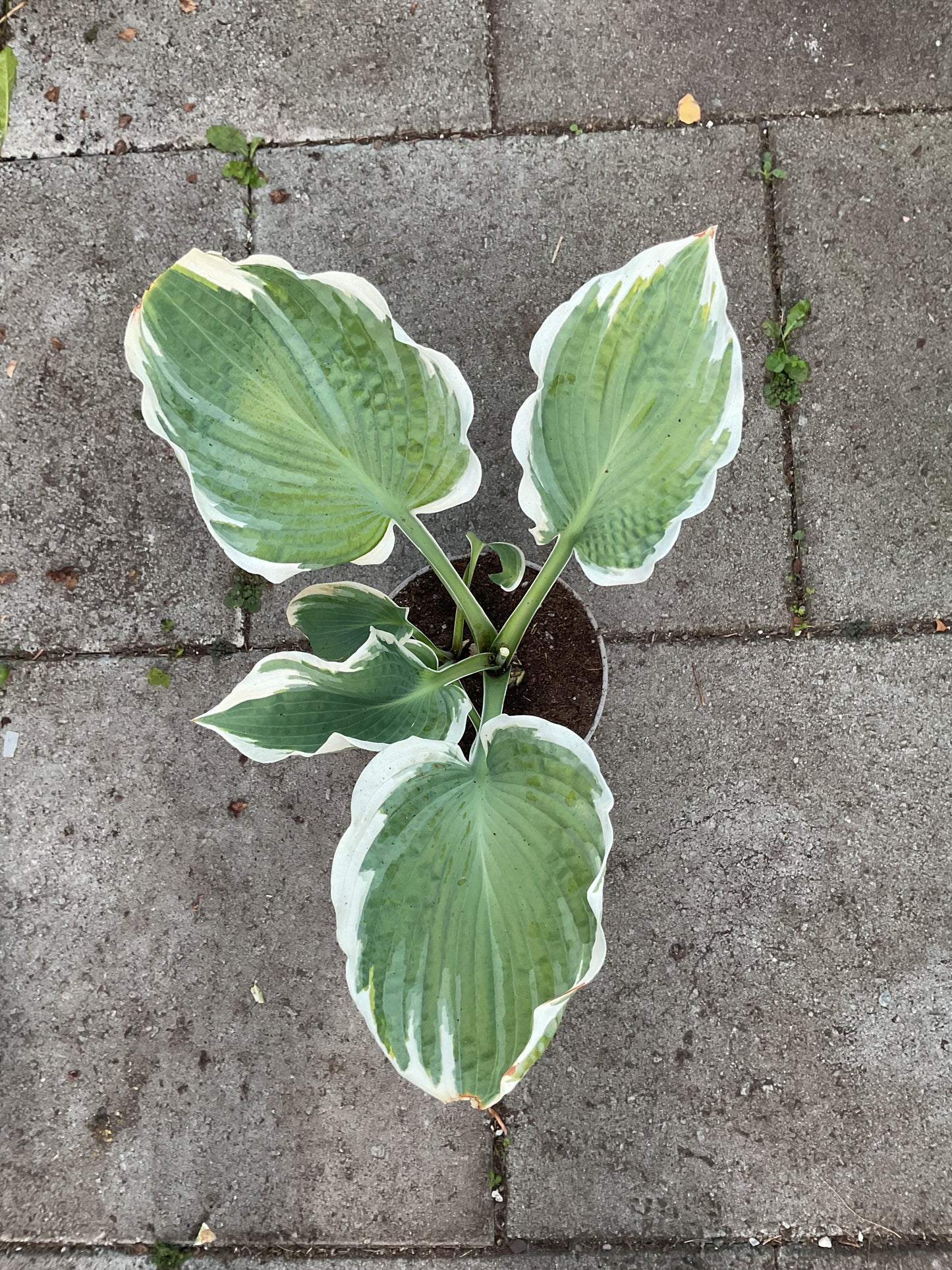 Hosta ‘Barbara Ann’