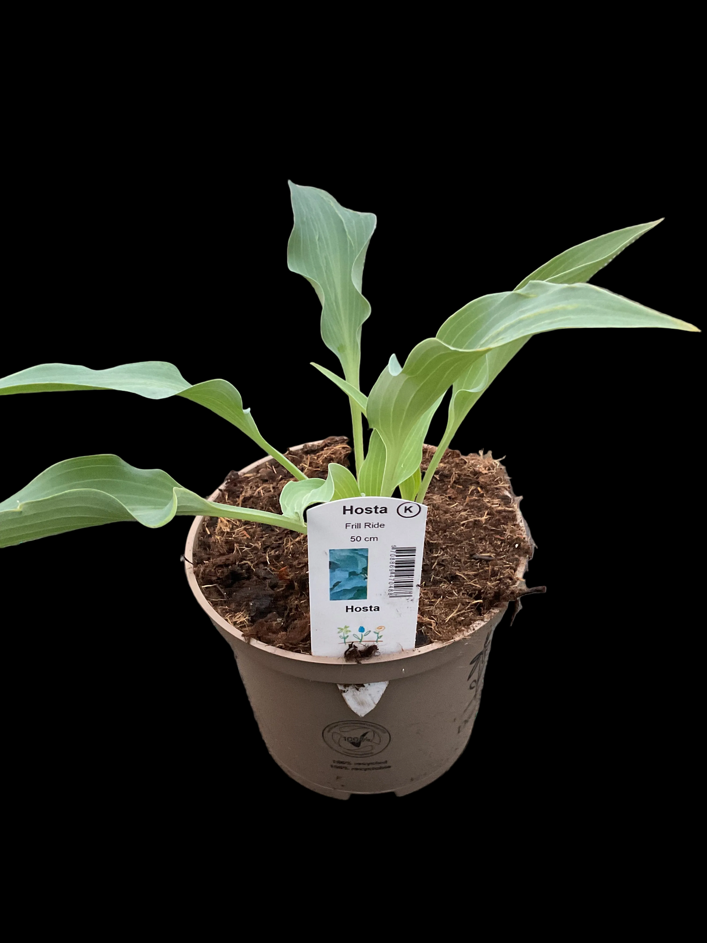 Hosta ‘Frill Ride’ P15
