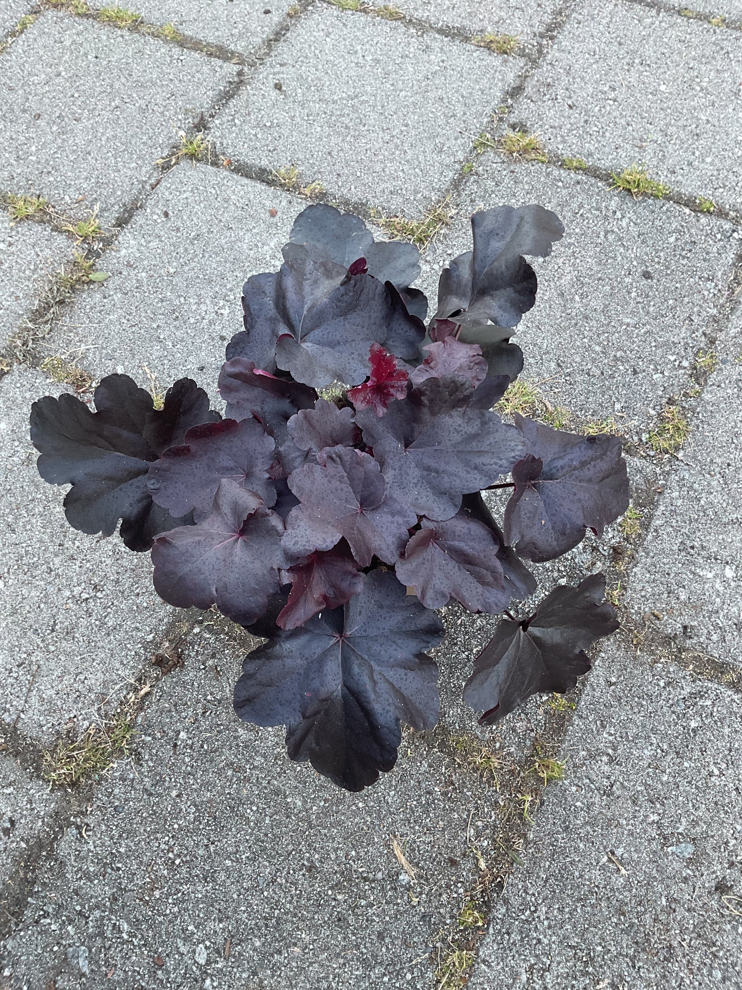 Heuchera ‘Obsidian’ P15