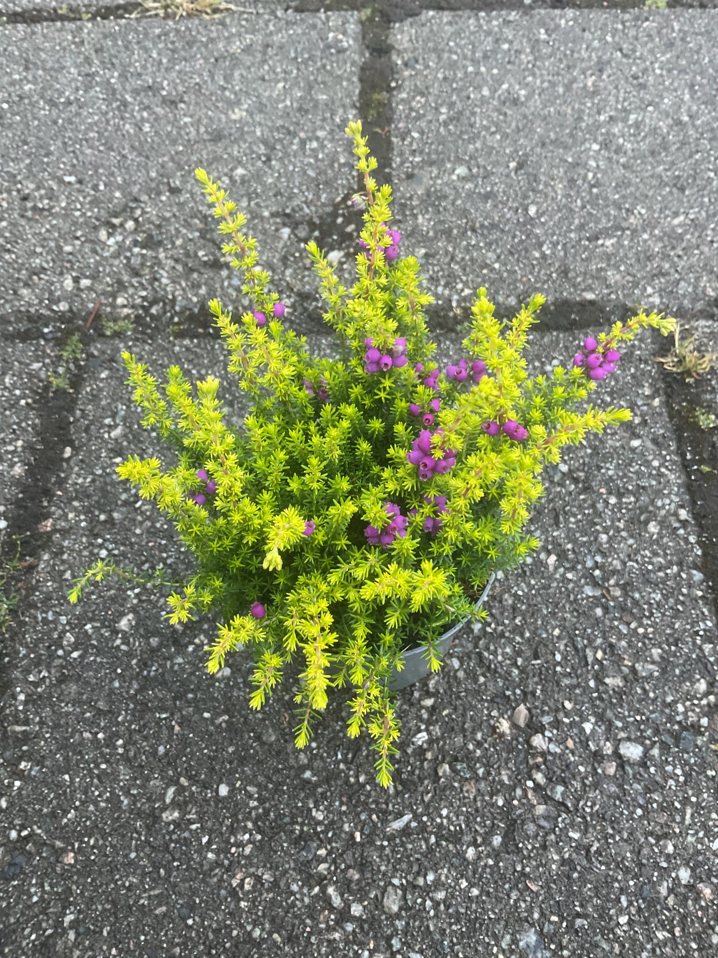 Erica cinerea Gulbladet P9