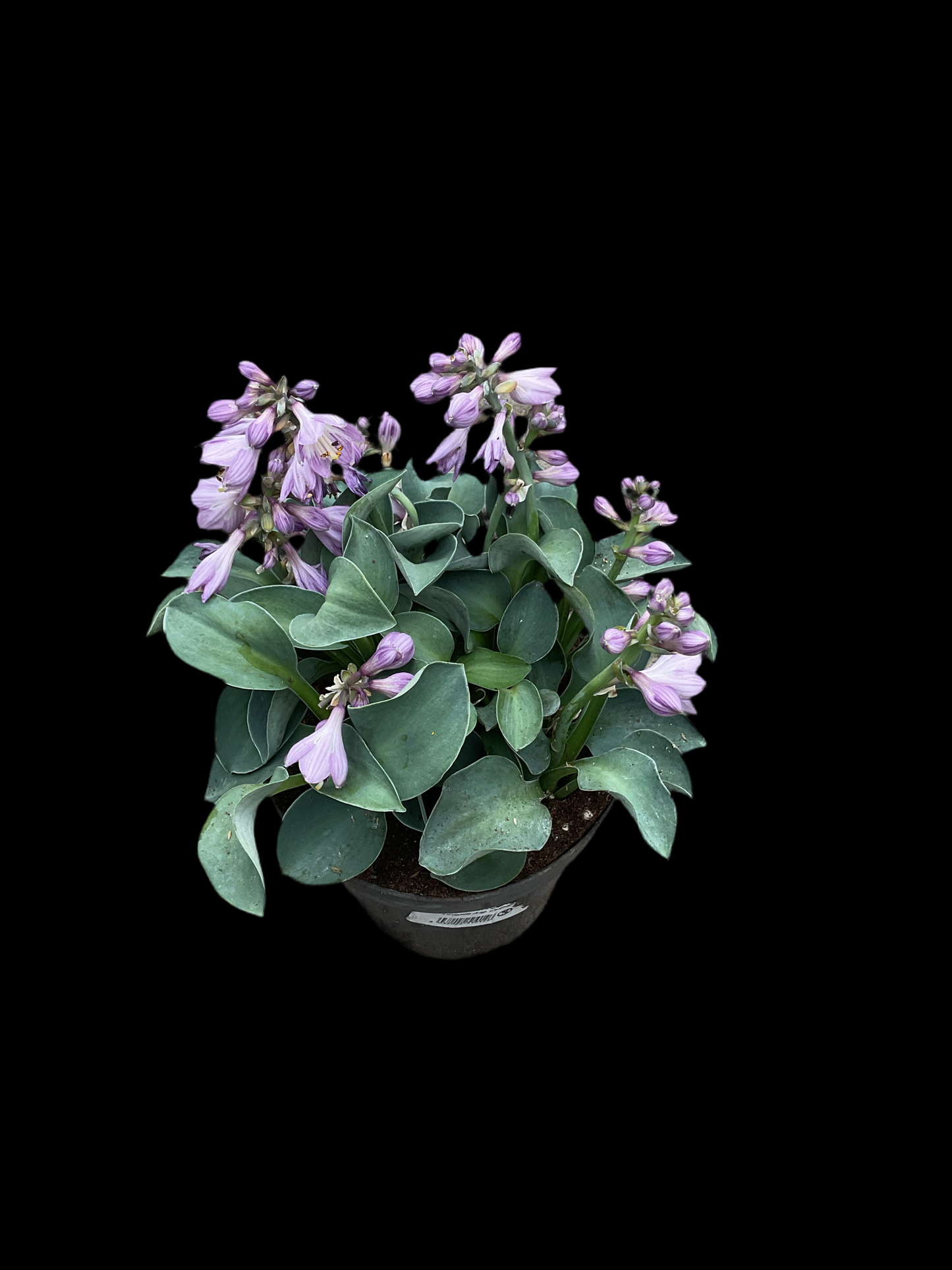 Hosta ‘Blue Mouse Ears’ P12