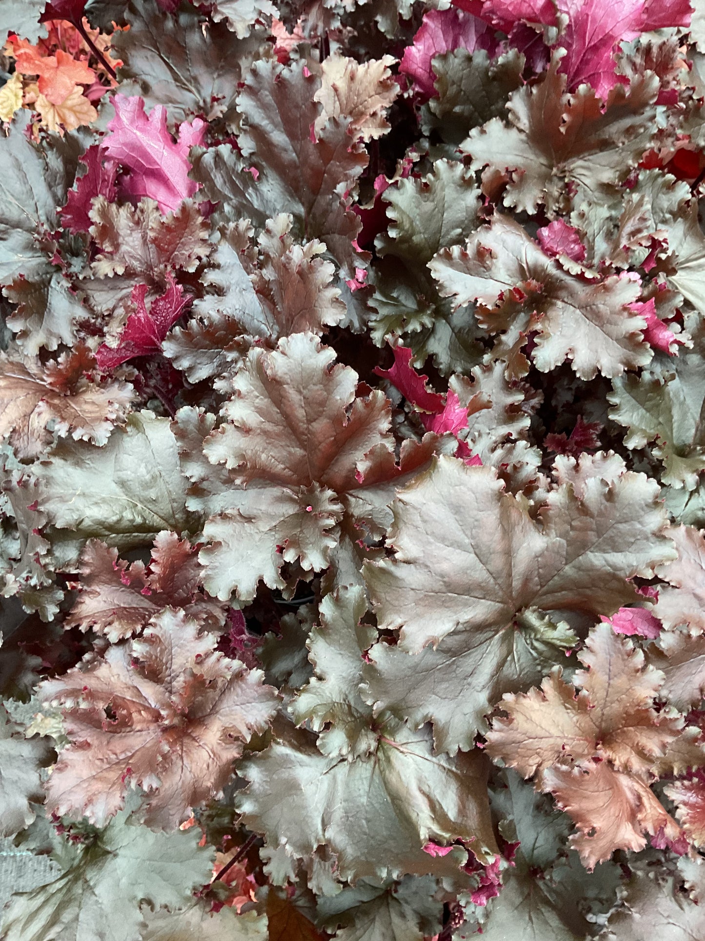 Heuchera ‘Black Taffeta’ P12