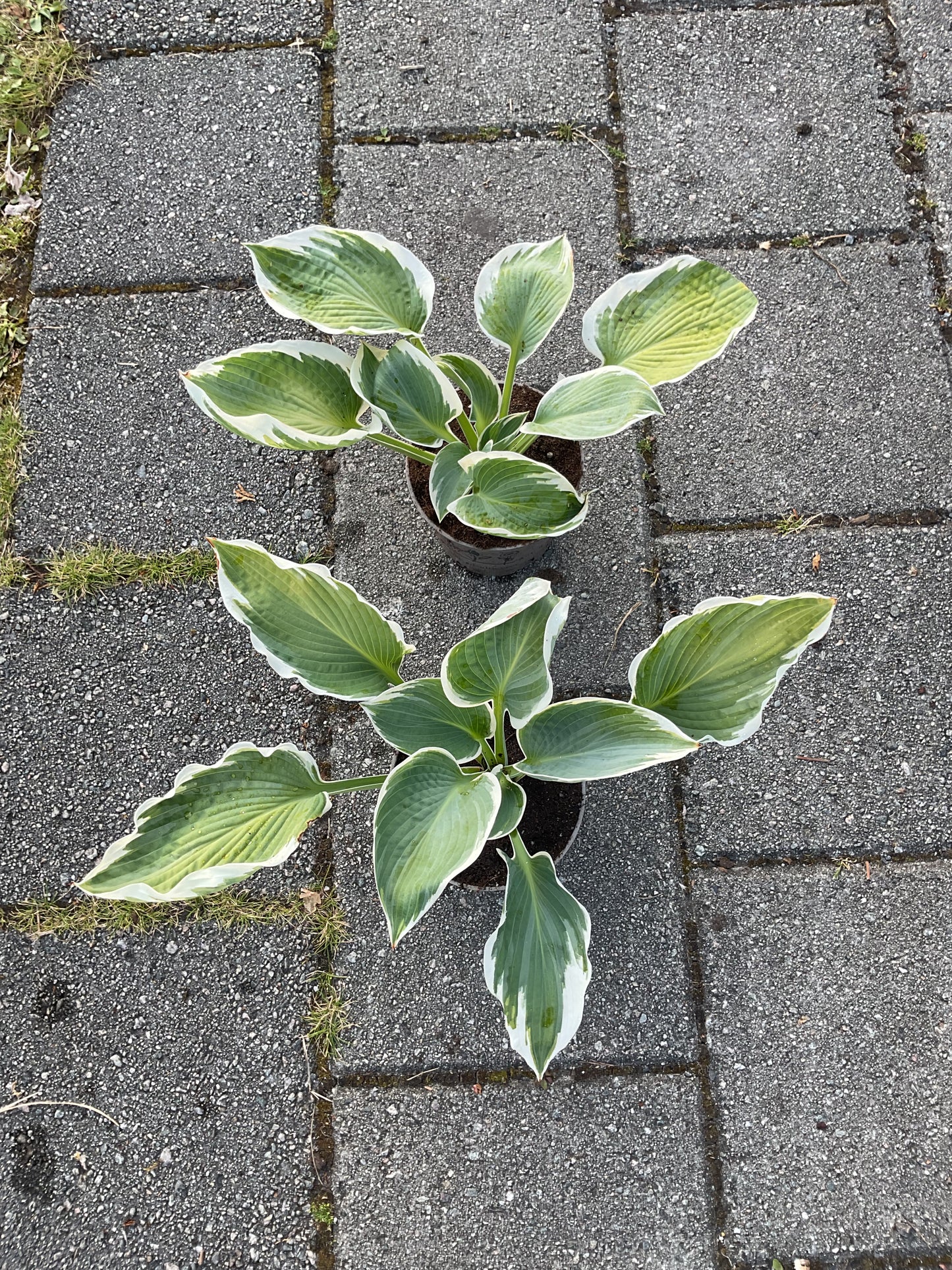 Hosta ‘Barbara Ann’