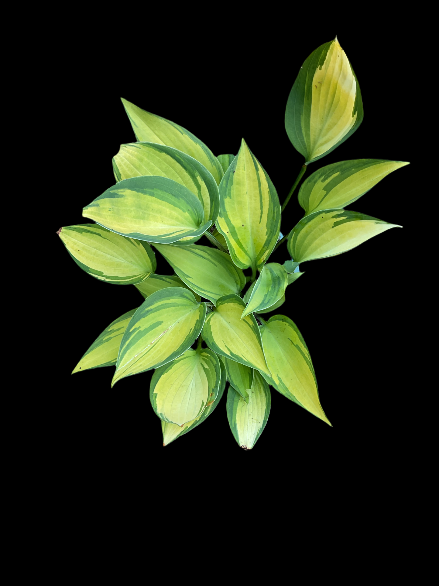 Hosta ‘Dinner Mint’
