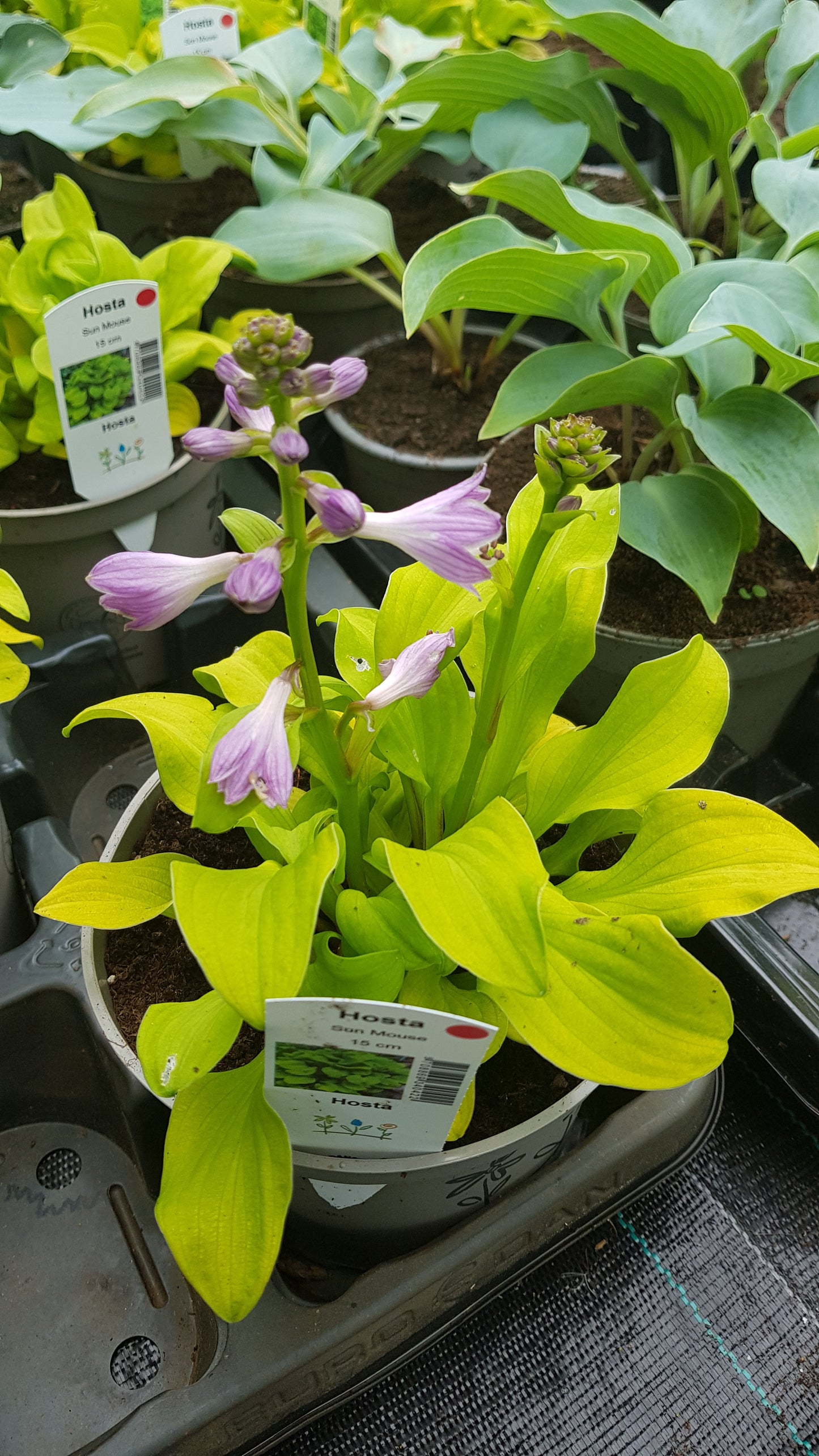 Hosta ‘Sun Mouse’ P15
