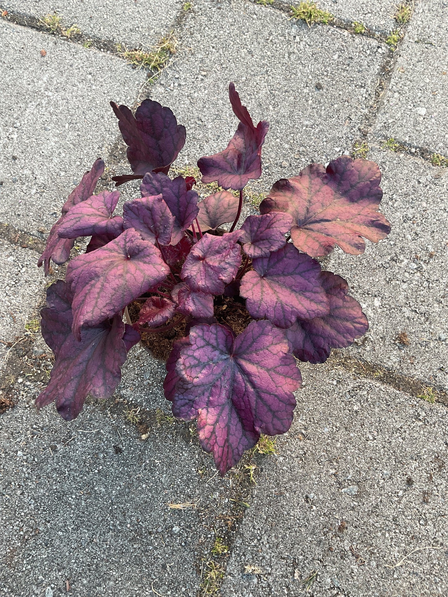 Heuchera ‘Electric Plum’ P15