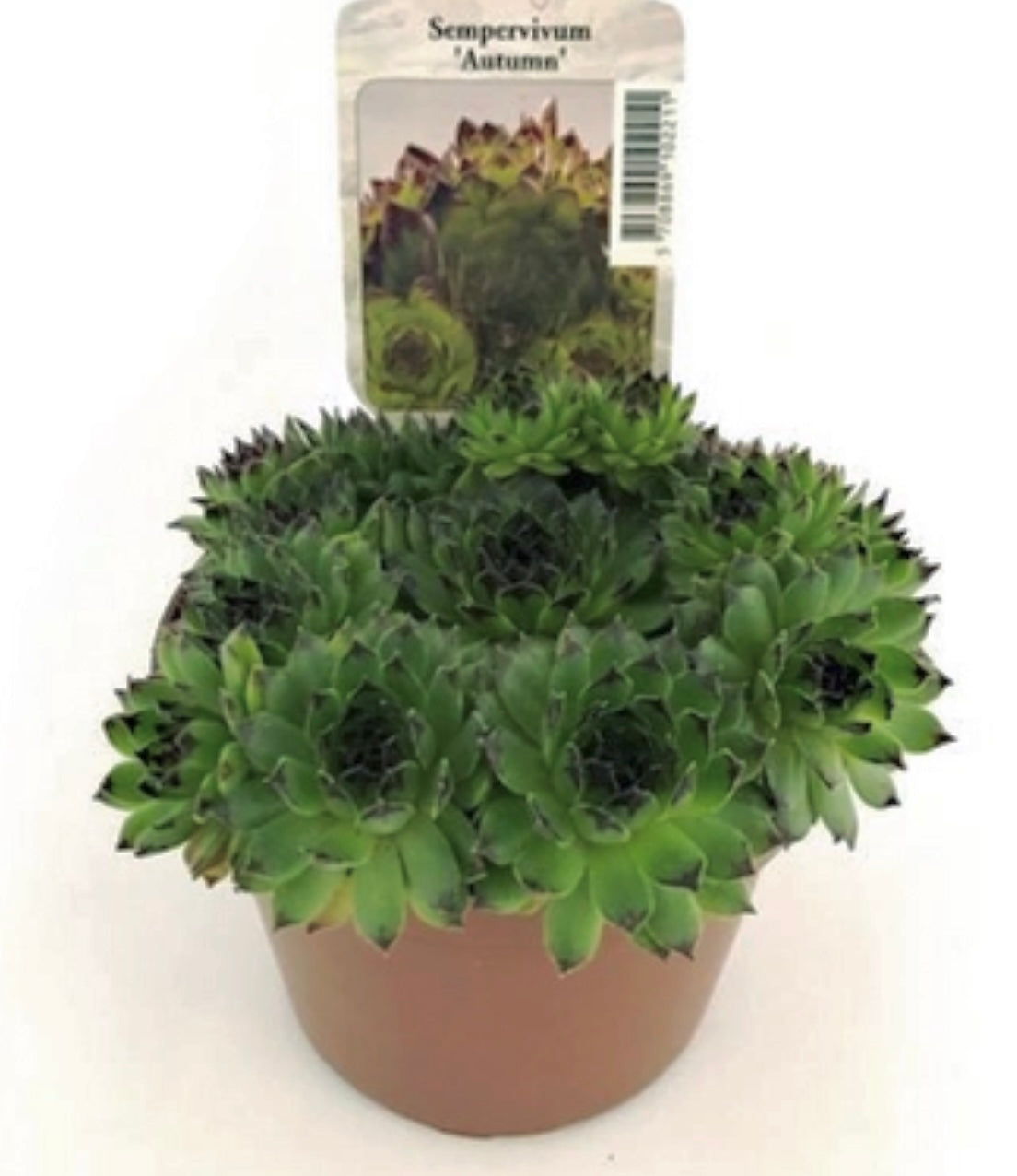 Sempervivum hyb. ‘Autumn’ P11