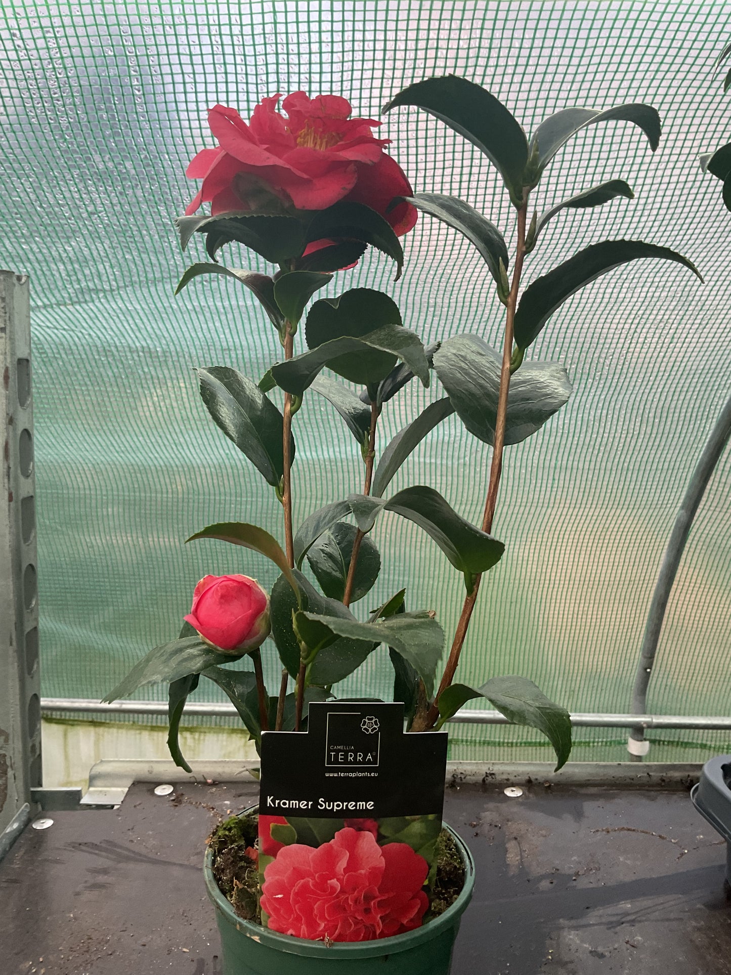 Camellia japonica ‘Kramer Supreme’ P12